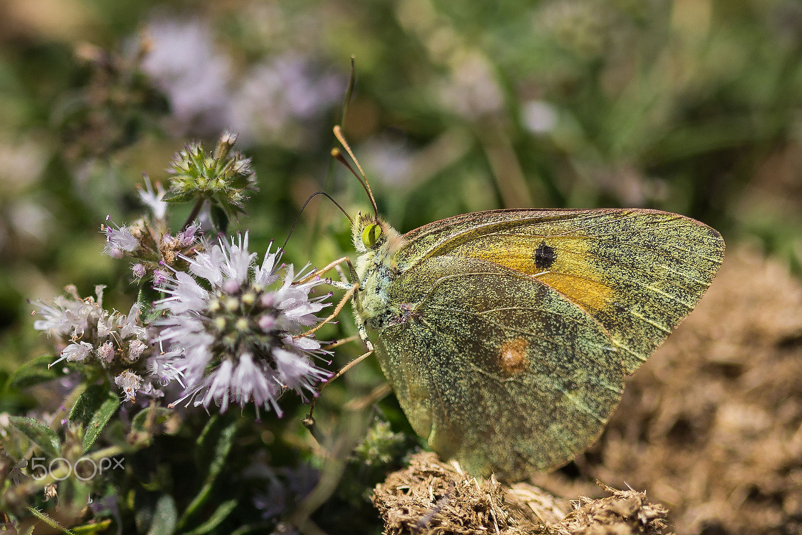 Canon EF 100mm F2.8 Macro USM sample photo. Clouded yellow photography