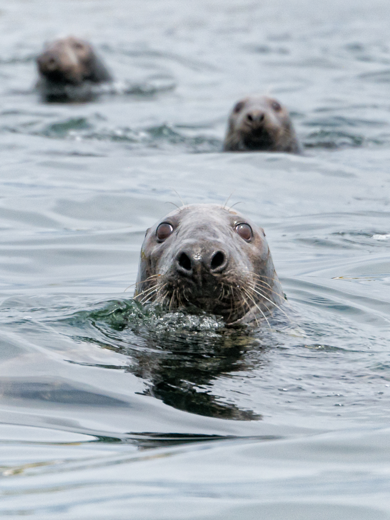 Panasonic Lumix DMC-G7 sample photo. Grey seals photography