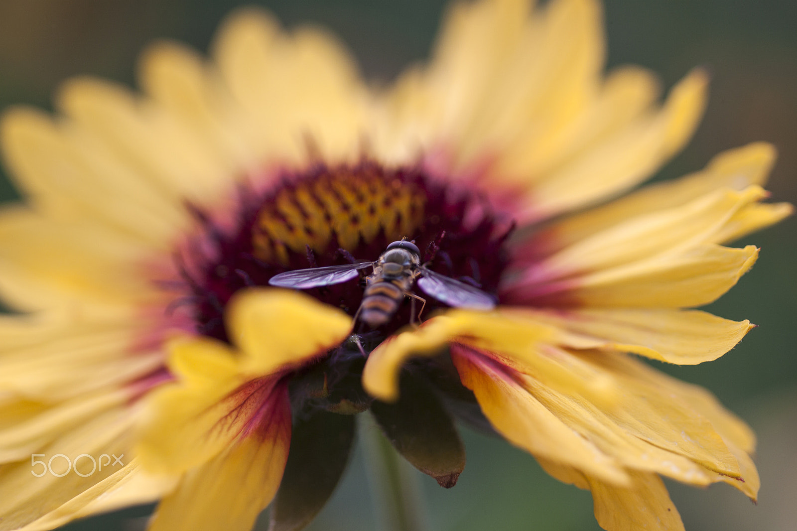 Canon EOS 50D + Sigma 70mm F2.8 EX DG Macro sample photo. Wesp photography