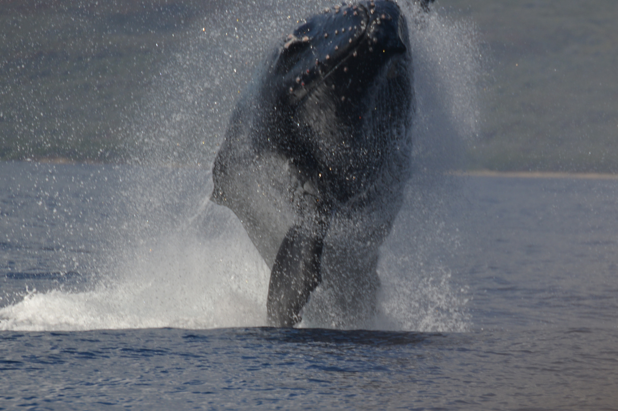 Nikon D600 + Sigma 50-500mm F4.5-6.3 DG OS HSM sample photo. Humpack breach photography