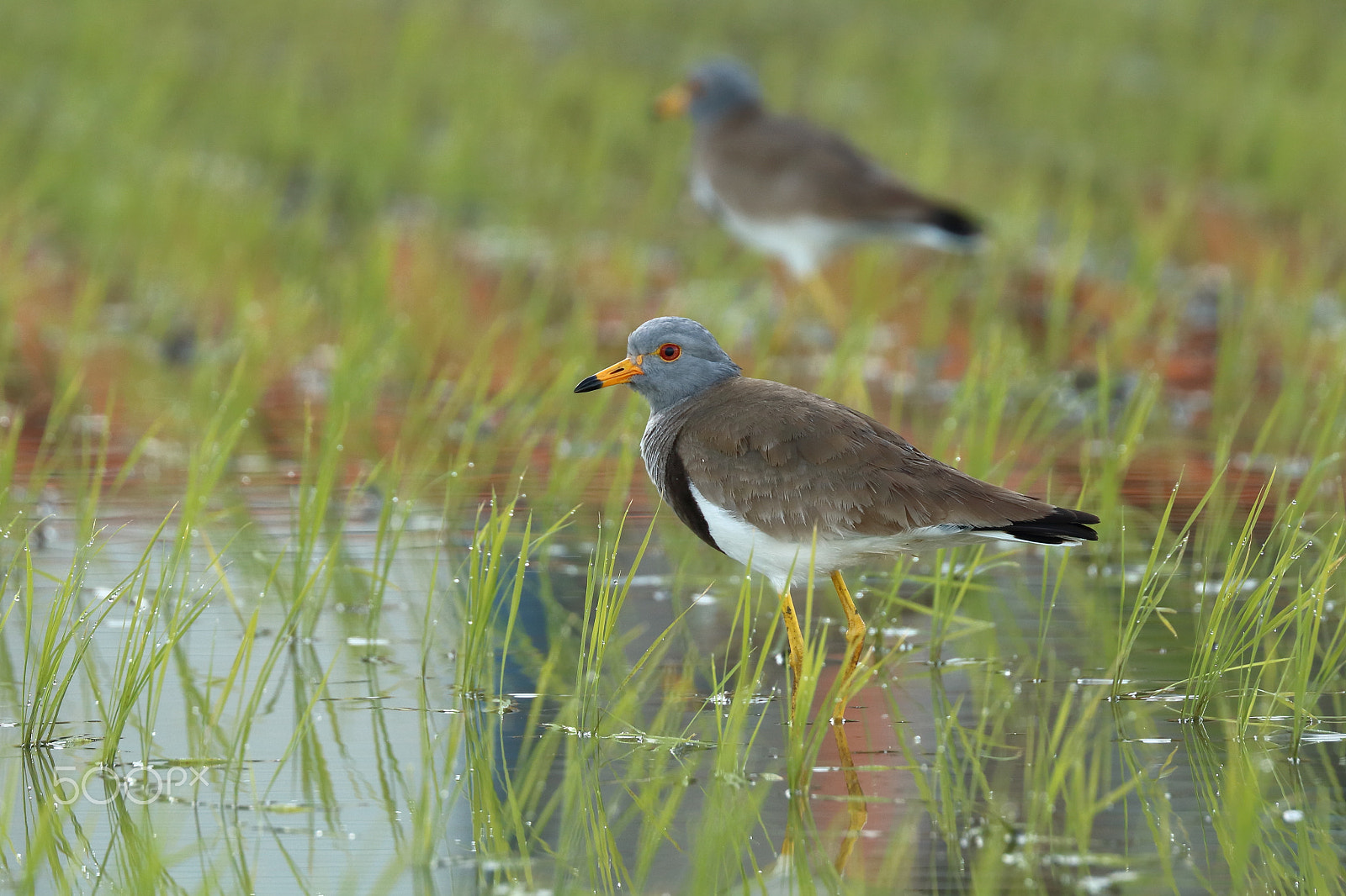 Canon EOS 750D (EOS Rebel T6i / EOS Kiss X8i) + Canon EF 100-400mm F4.5-5.6L IS II USM sample photo. Grey-headed lapwing photography
