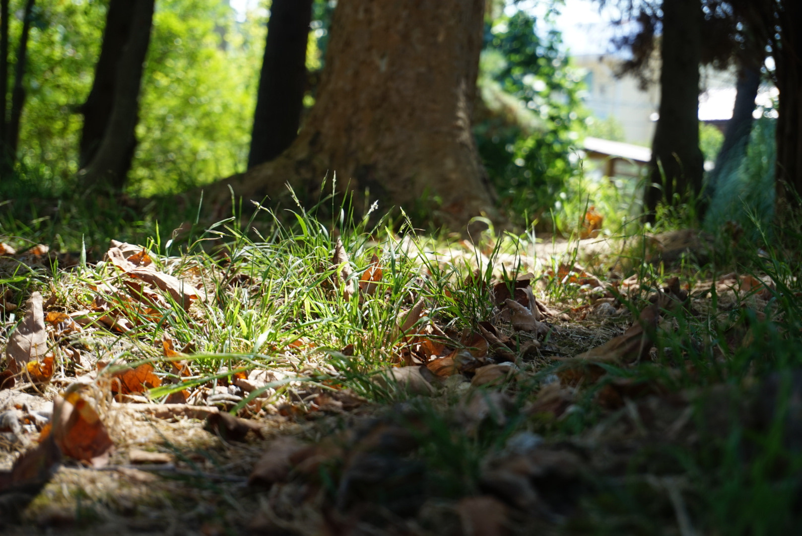 Sony Alpha QX1 sample photo. In a summer garden. photography