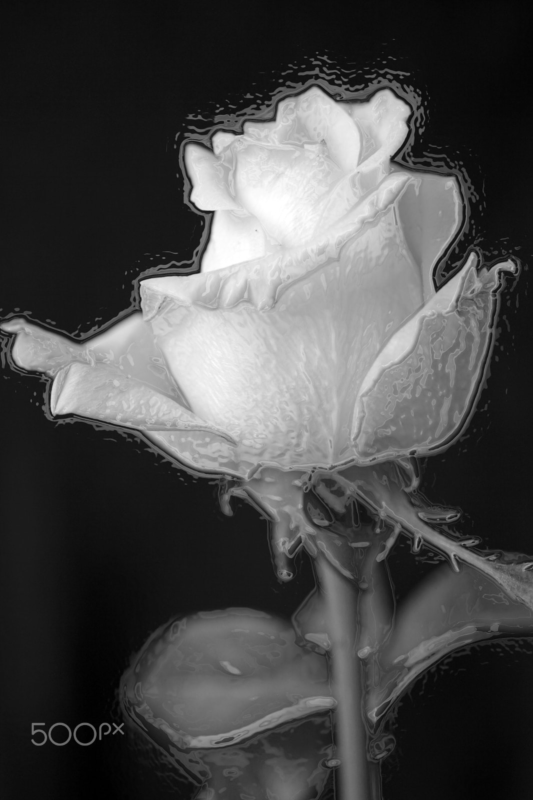 Canon EOS 50D + Sigma 70mm F2.8 EX DG Macro sample photo. Roos black white photography