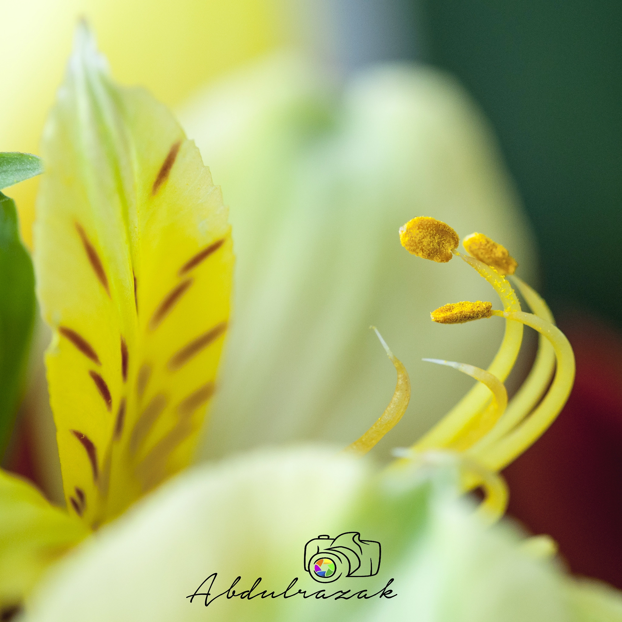 Sigma 105mm F2.8 EX DG OS HSM sample photo. Dsc photography