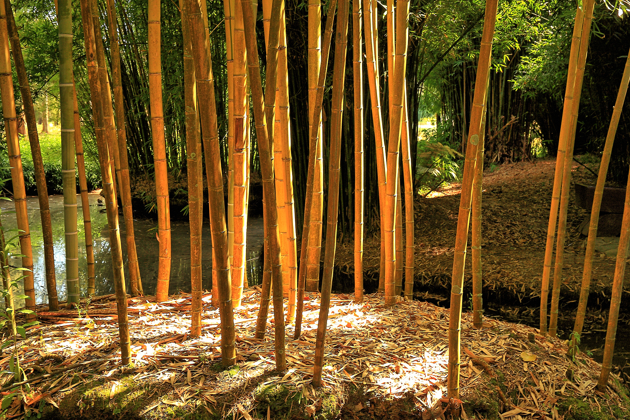 Canon EF 24-70mm F4L IS USM sample photo. Golden bamboo photography