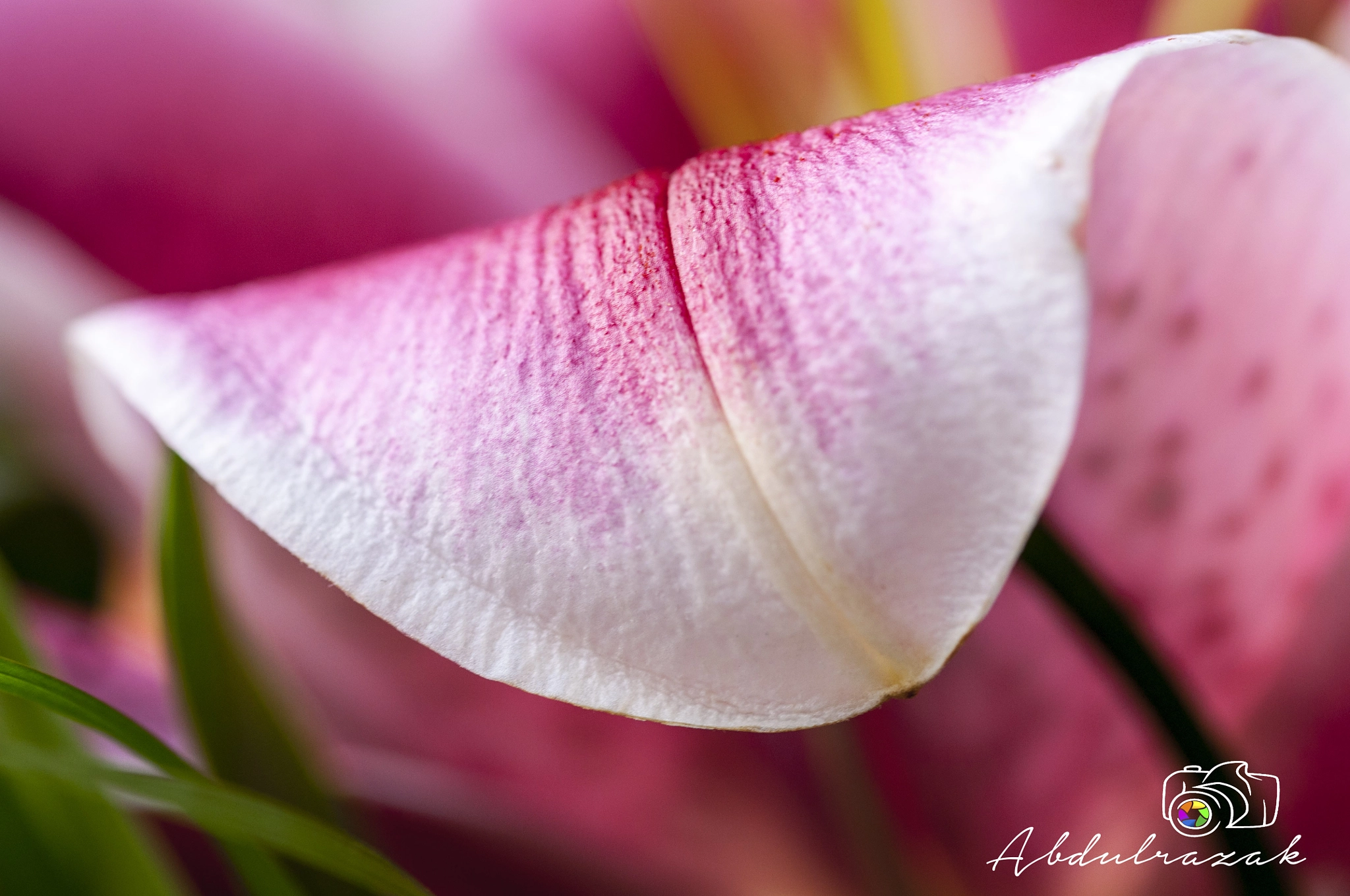 Sigma 105mm F2.8 EX DG OS HSM sample photo. Dsc photography