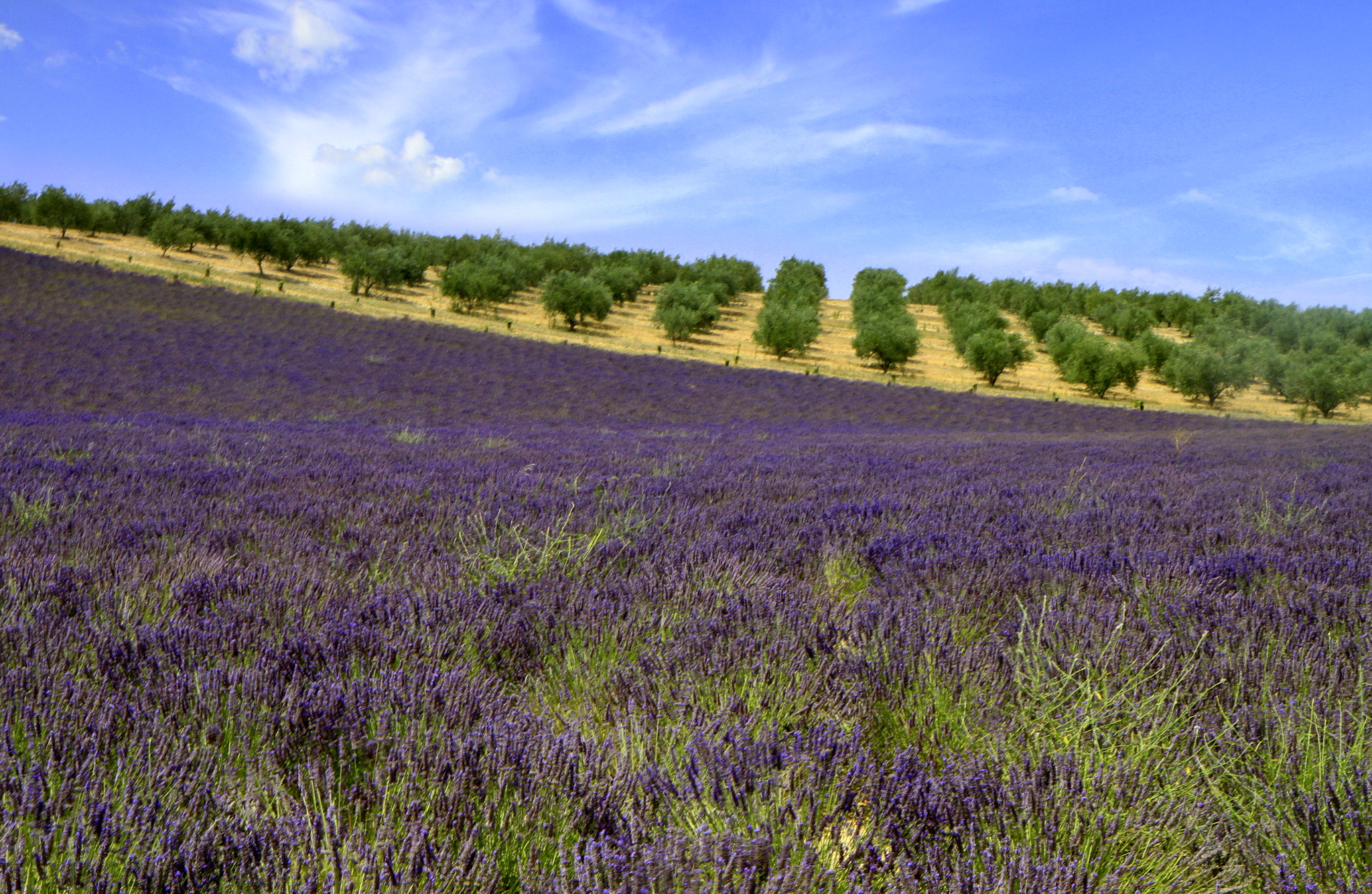 Canon EOS 7D + Canon EF-S 17-55mm F2.8 IS USM sample photo. Lavander in provence photography