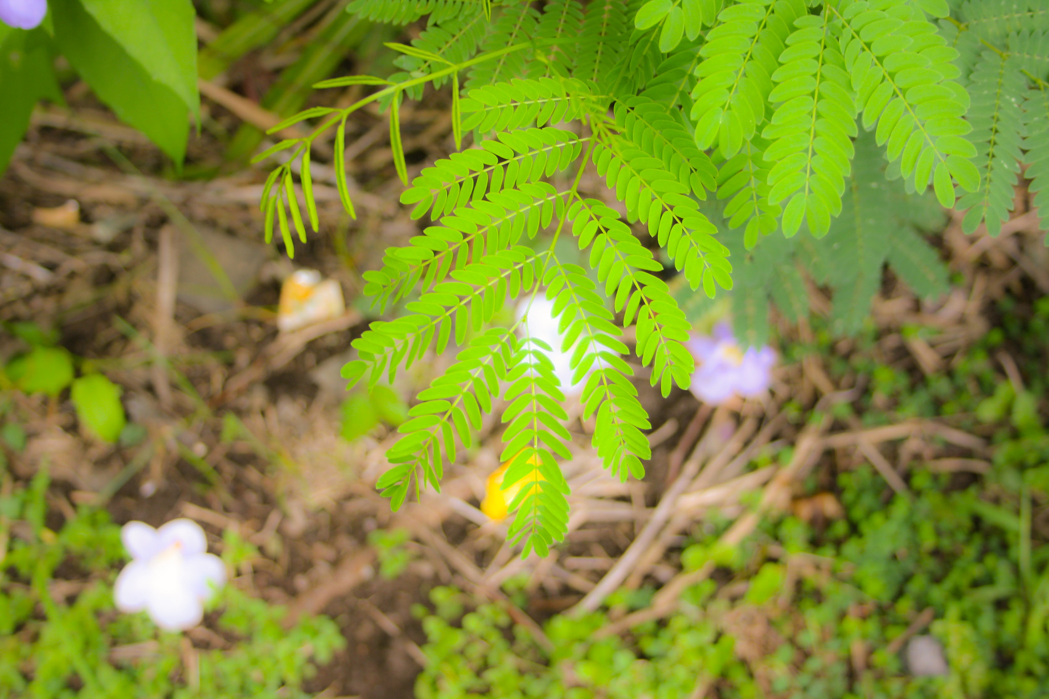 Canon EF-S 18-55mm F3.5-5.6 sample photo