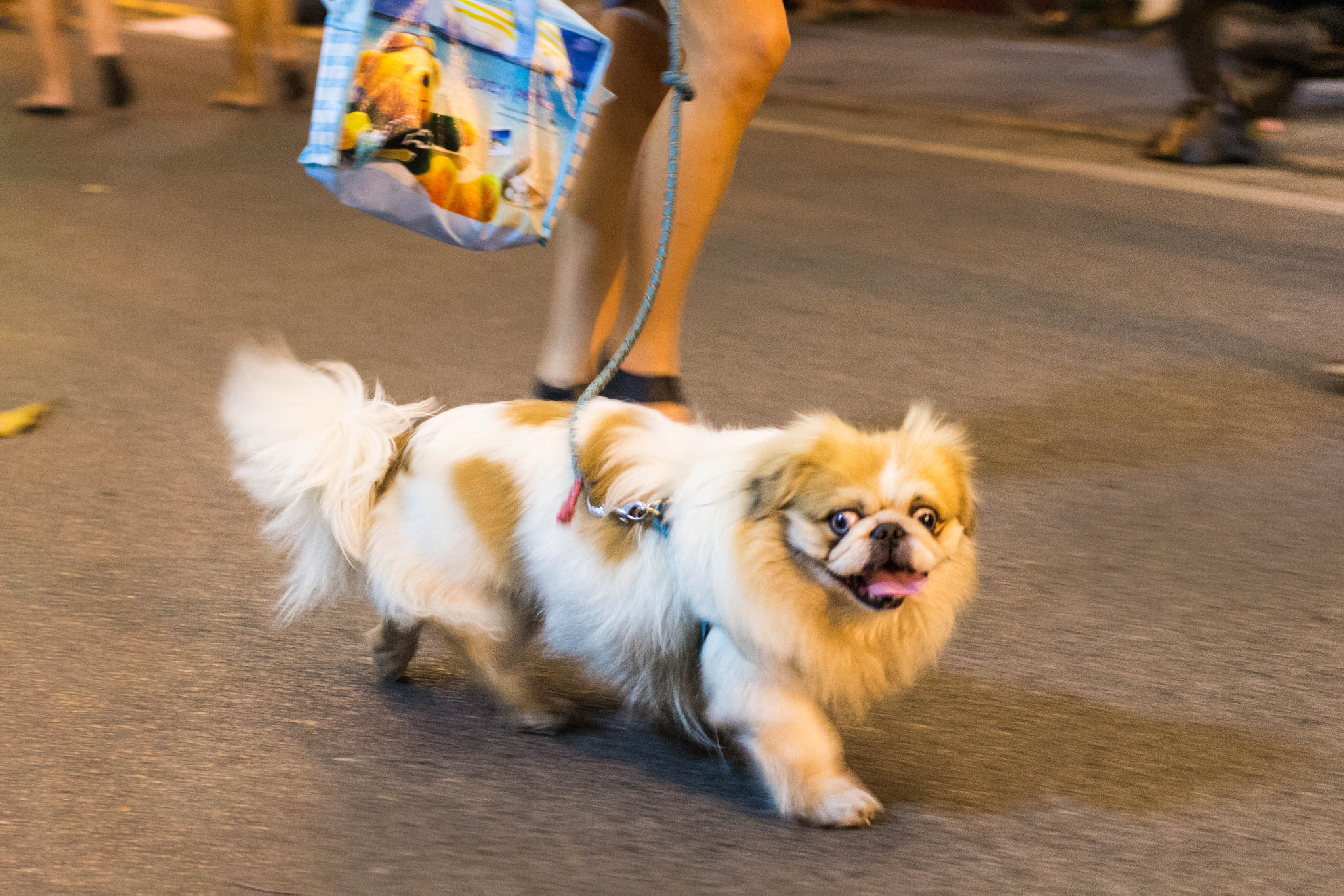 Canon EOS 100D (EOS Rebel SL1 / EOS Kiss X7) sample photo. Derping dog photography