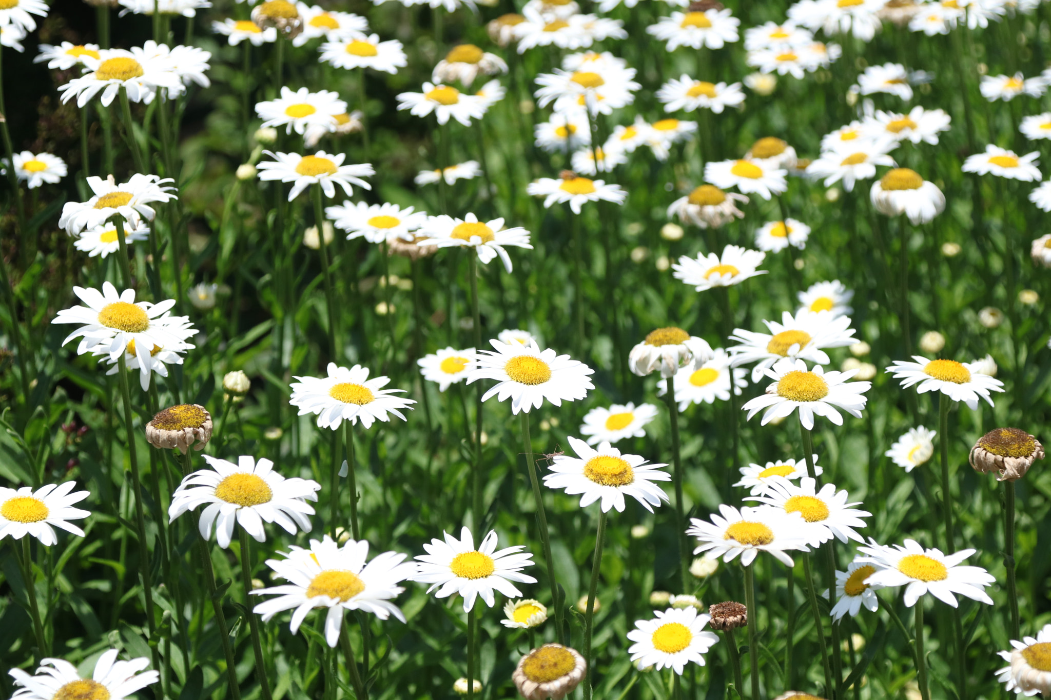 Canon EOS 760D (EOS Rebel T6s / EOS 8000D) sample photo. Daisys galore photography