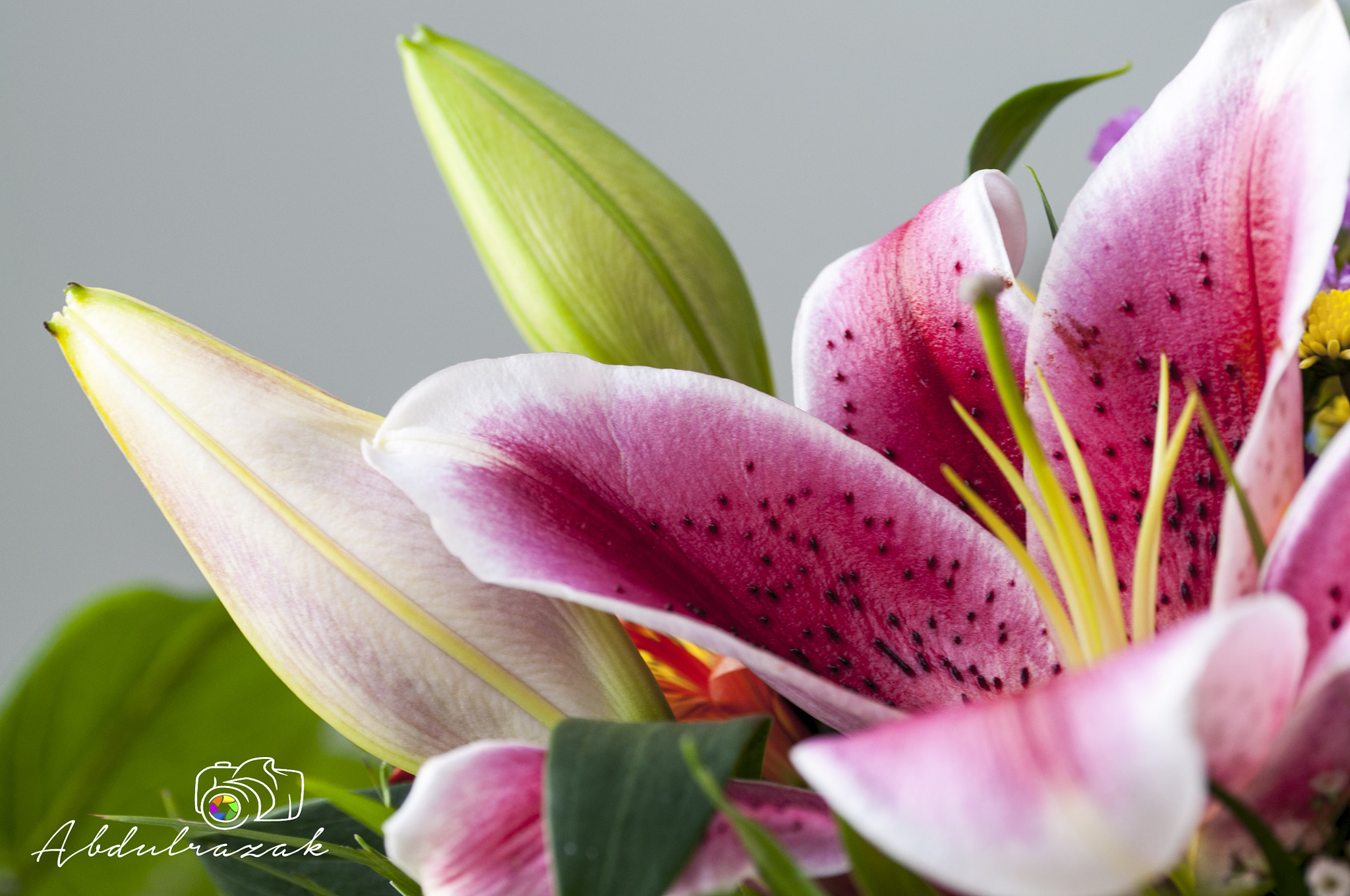 Sigma 105mm F2.8 EX DG OS HSM sample photo. Dsc photography