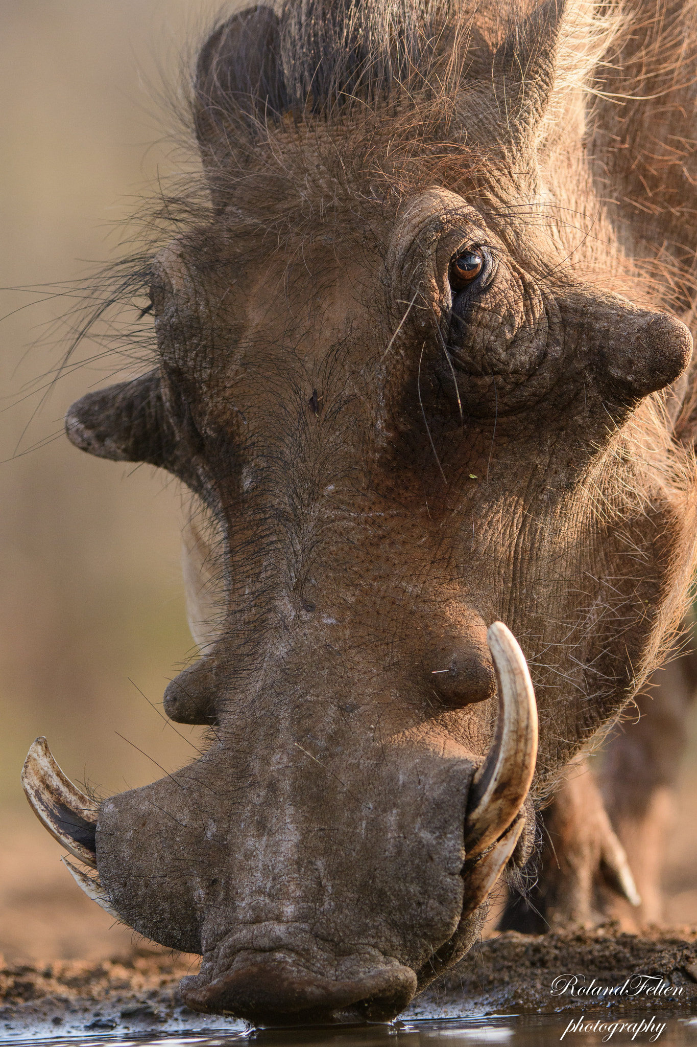 Nikon AF-S Nikkor 200-400mm F4G ED-IF VR sample photo. Drinking warthog photography