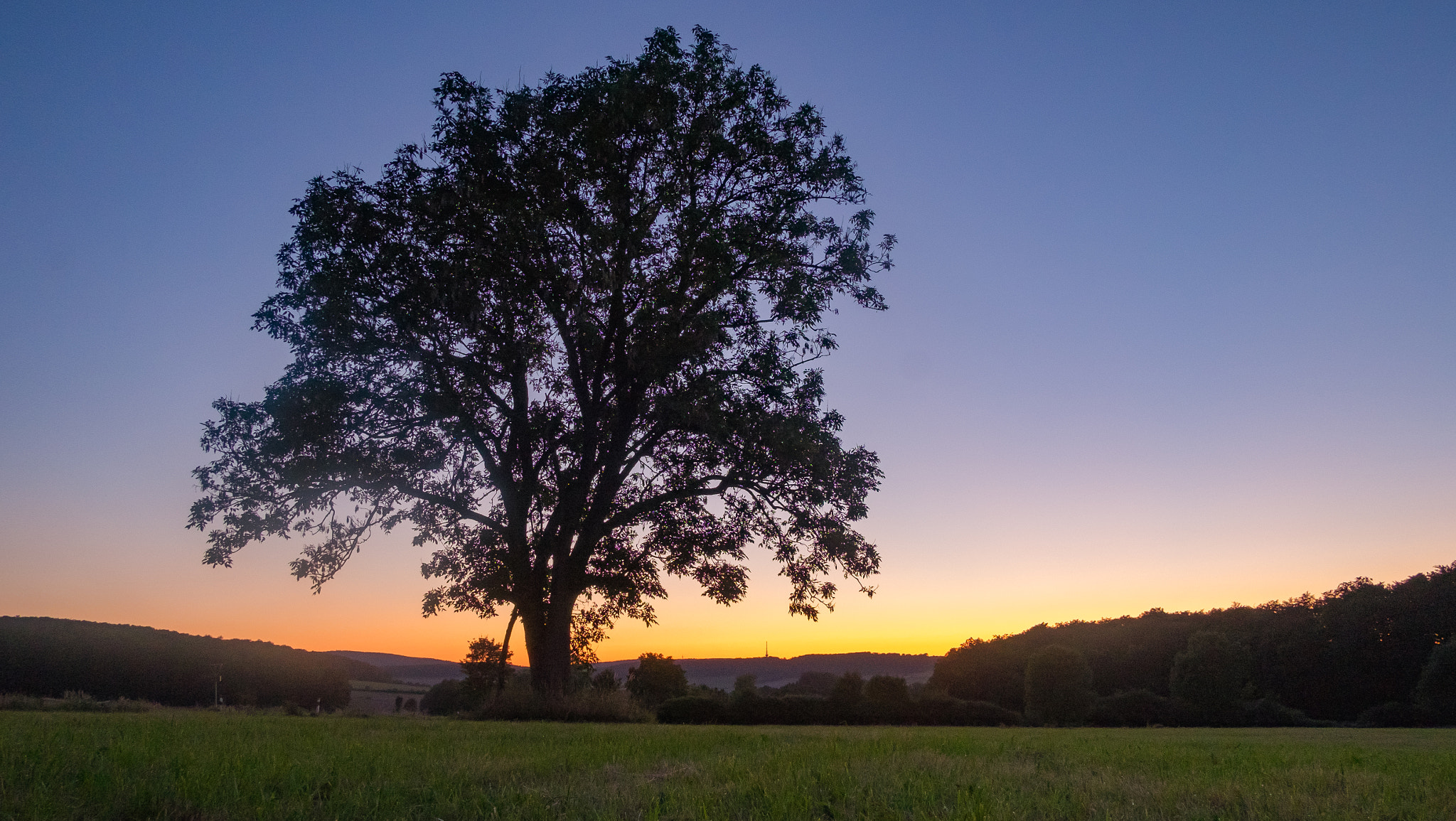 Fujifilm X-E2 + Fujifilm XF 18mm F2 R sample photo. Tree photography