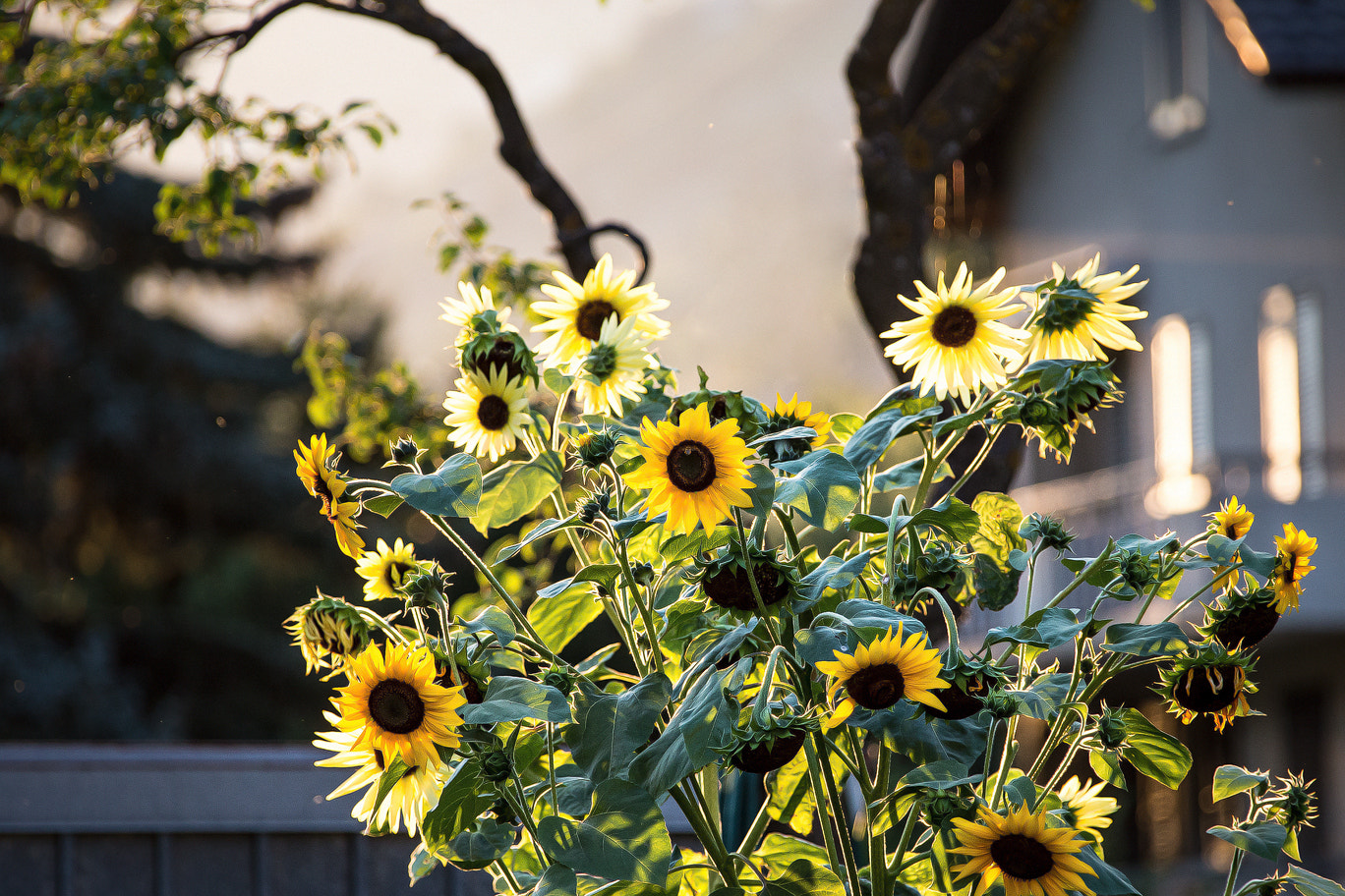 Canon EF 28-300mm F3.5-5.6L IS USM sample photo. Sunnublüeme photography