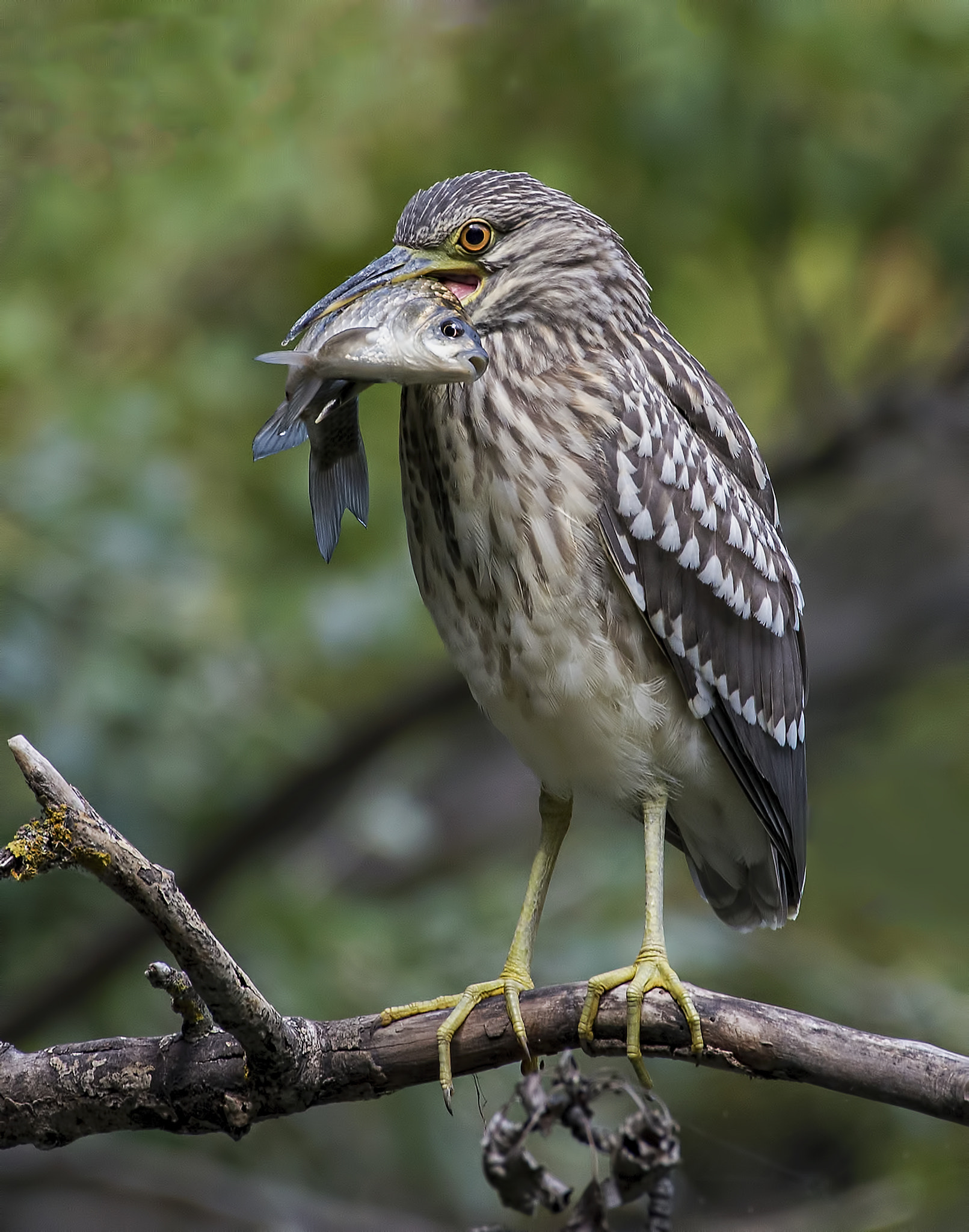 Nikon AF-S Nikkor 200-500mm F5.6E ED VR sample photo. Juvenil night heron successful hunting photography