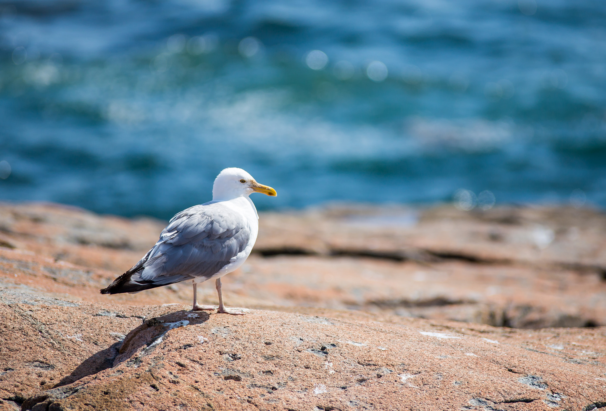 Canon EOS 6D + Tamron SP AF 70-200mm F2.8 Di LD (IF) MACRO sample photo. Lonely seagull photography