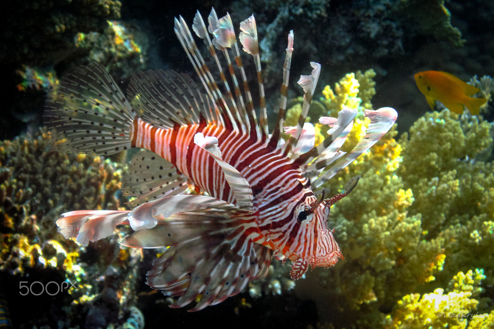Canon PowerShot D10 sample photo. Red sea.  pterois miles. red lionfish. photography
