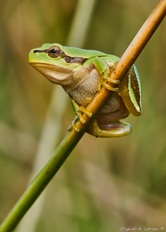 Sony ILCA-77M2 sample photo. Hyla arborea photography