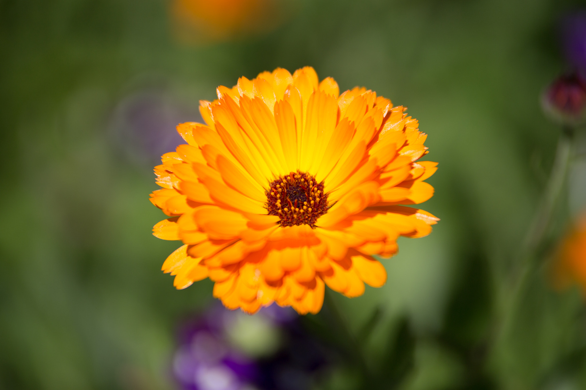 Tamron SP AF 70-200mm F2.8 Di LD (IF) MACRO sample photo. House photography