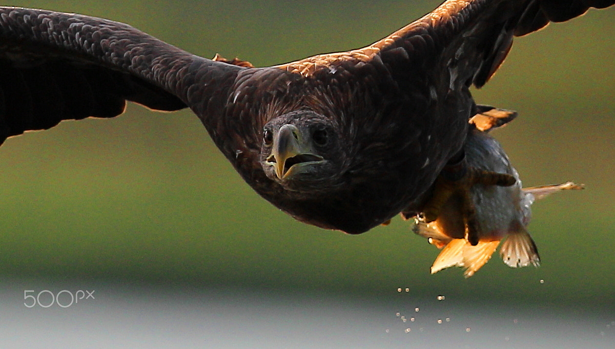 Canon EOS-1D Mark IV + Canon EF 400mm F2.8L IS USM sample photo. White tailed eagle whit fish photography