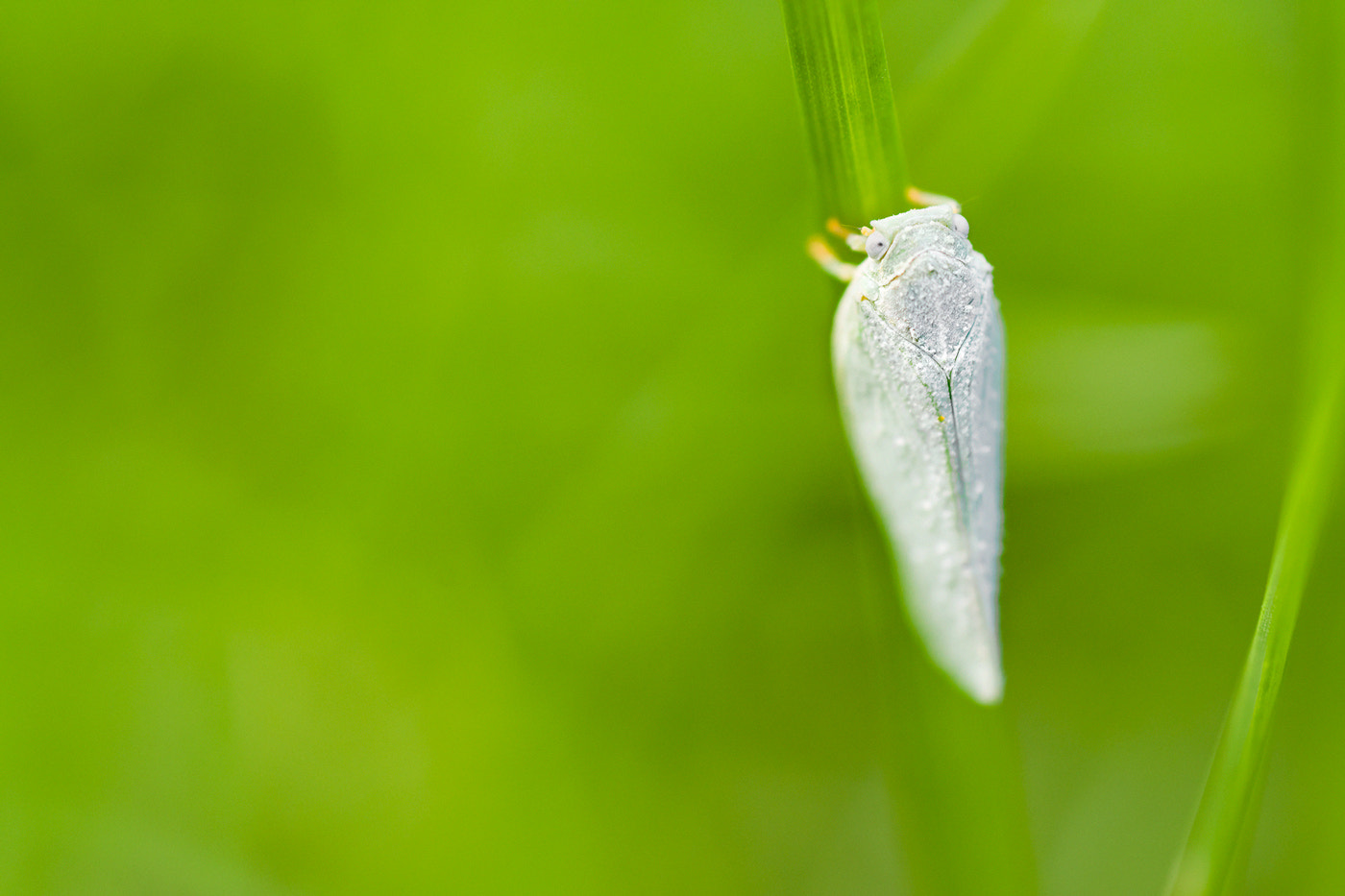 Nikon D7200 + AF Micro-Nikkor 55mm f/2.8 sample photo. Snow white photography