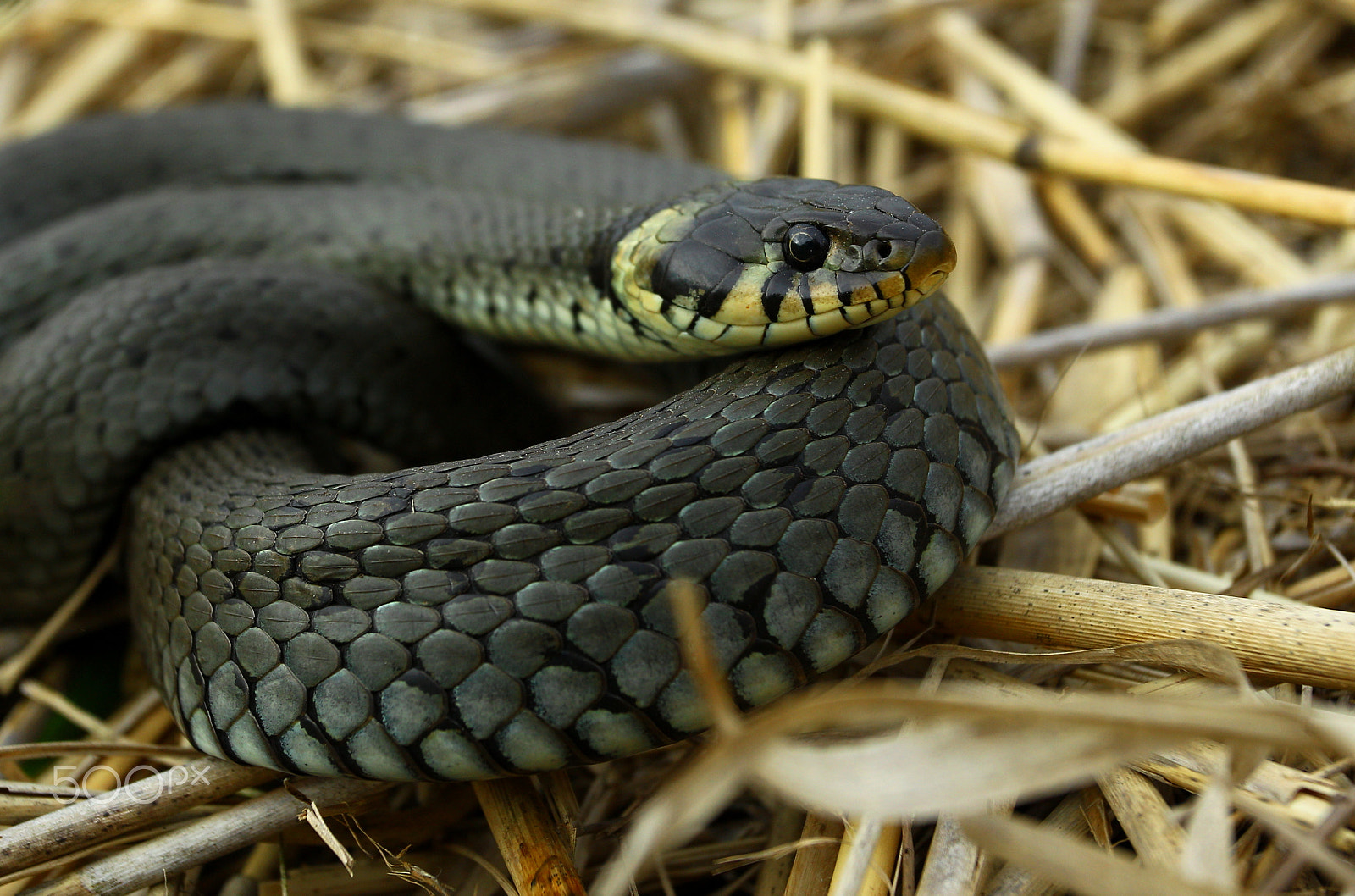 Canon EF 17-40mm F4L USM sample photo. A not toxic snake in sweden photography