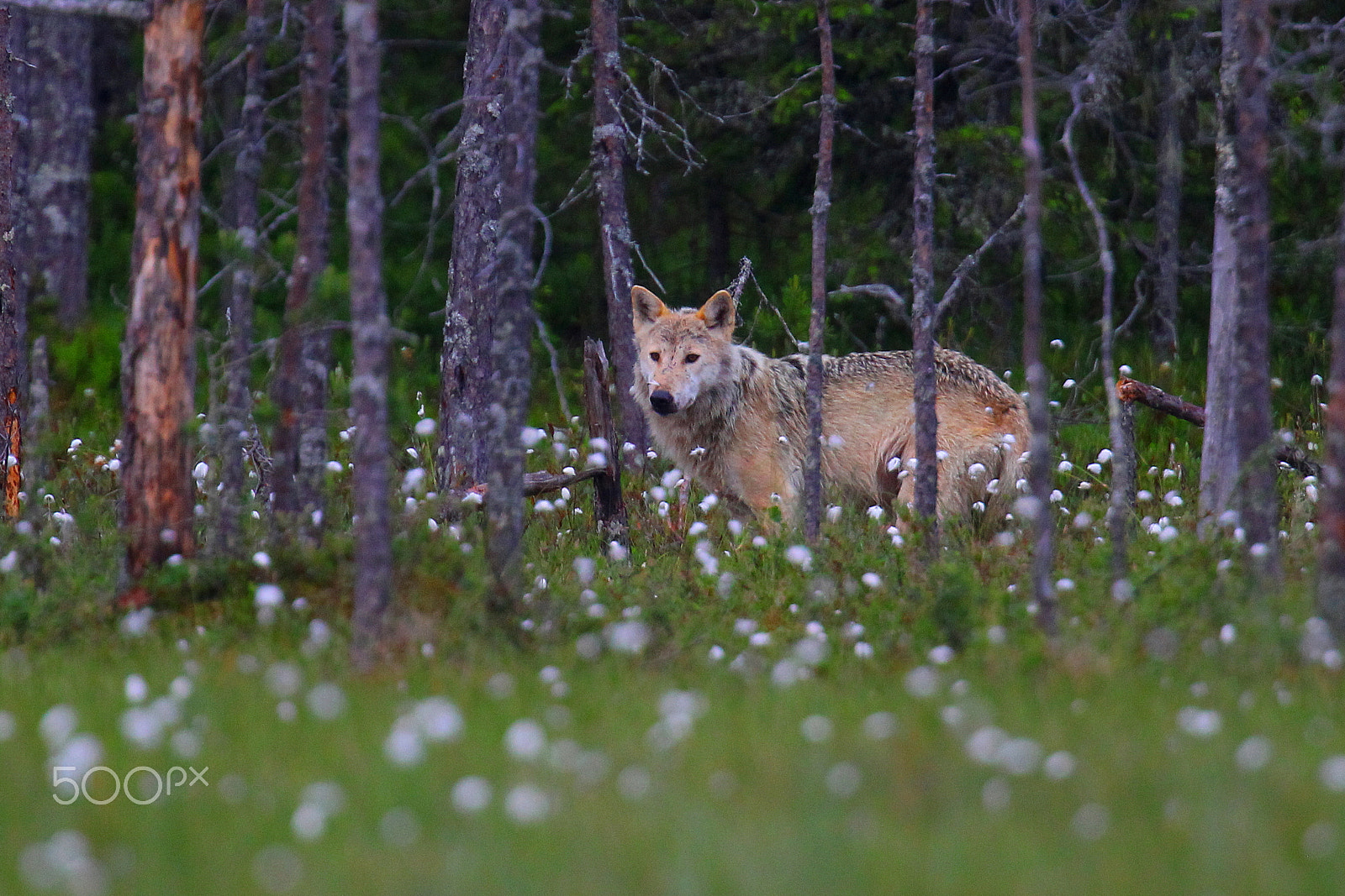 Canon EF 400mm F2.8L IS USM sample photo. Wolf in swamp photography