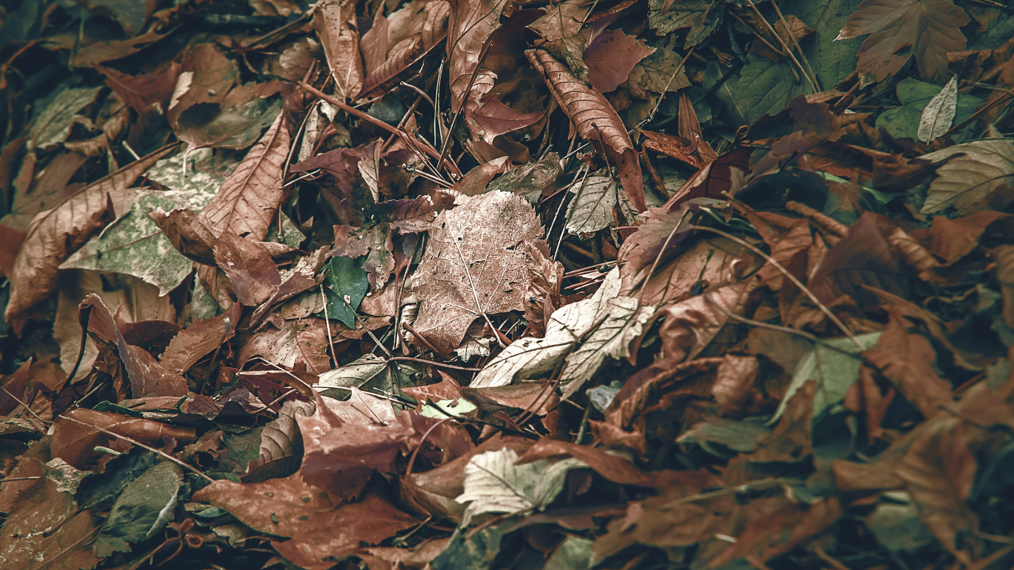 Sigma 70-200mm F2.8 EX DG Macro HSM II sample photo. Autumn leaves ii photography