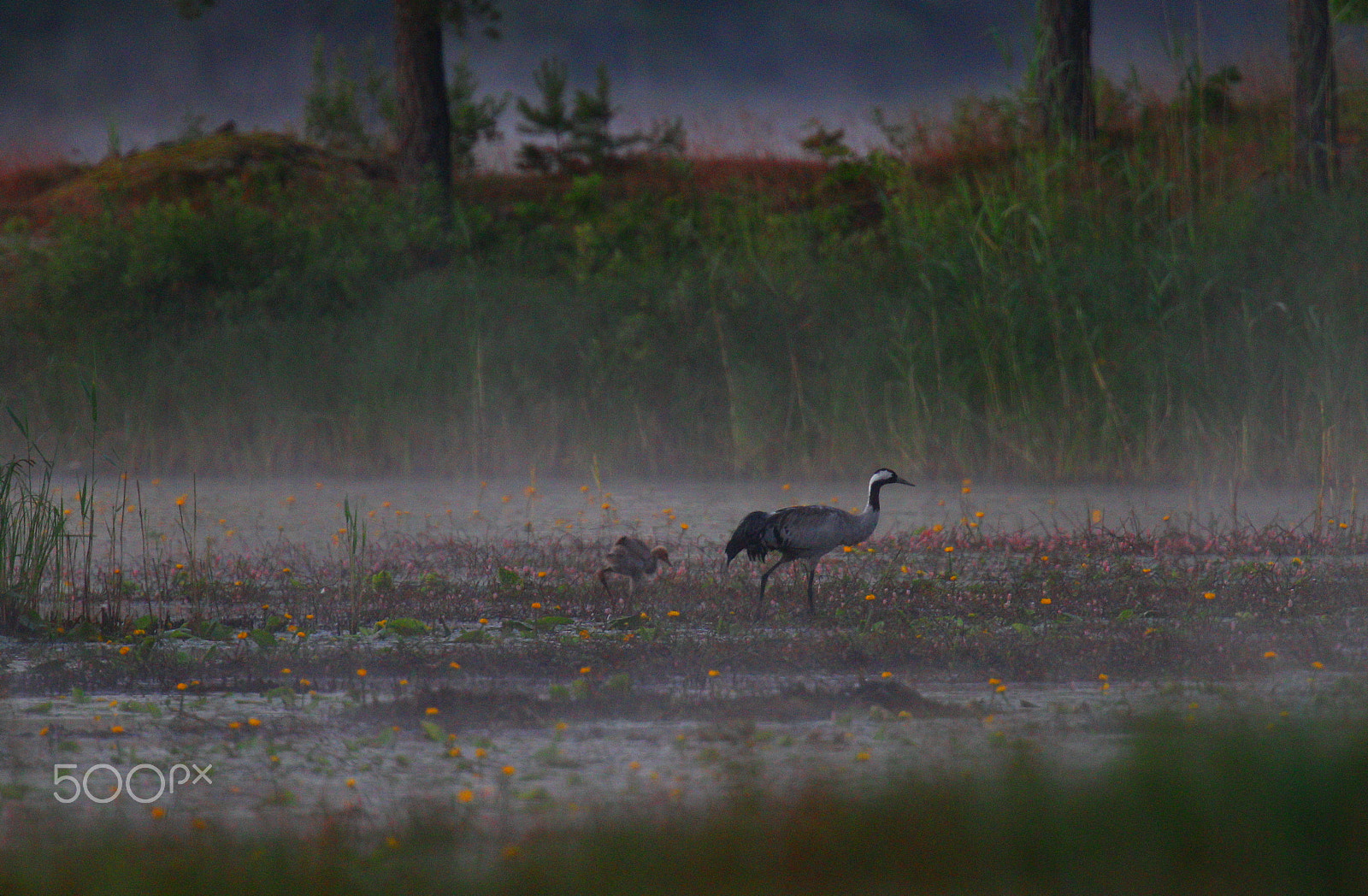 Canon EF 400mm F2.8L IS USM sample photo. Crane with puppy photography