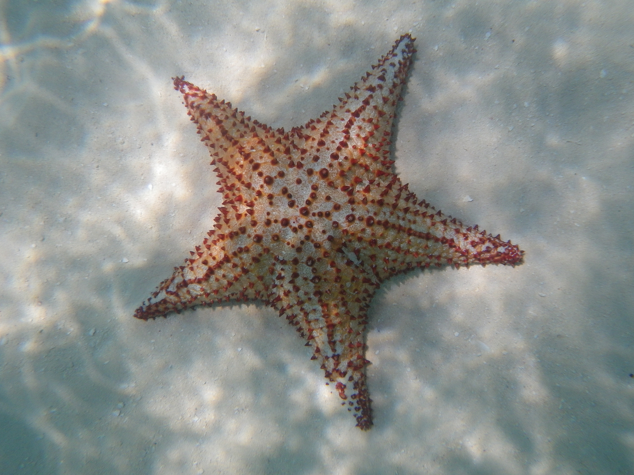 Pentax Optio W90 sample photo. Dominican starfish  photography