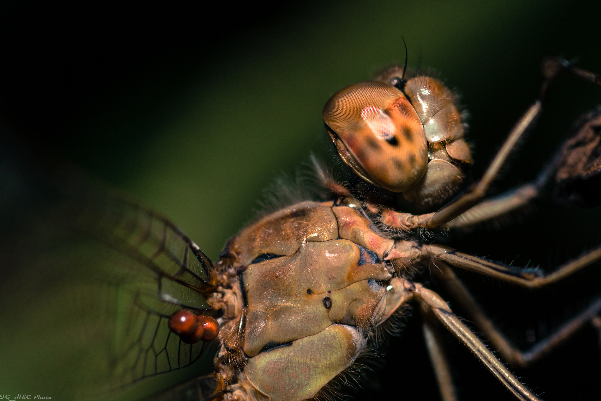 Canon EOS 70D + Canon EF 100mm F2.8 Macro USM sample photo. Dragonfly photography