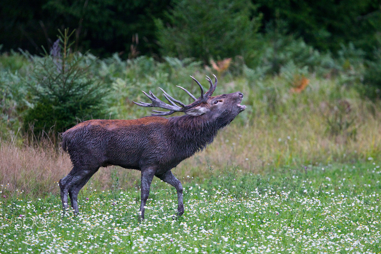 Canon EOS-1D X + Canon EF 400mm F2.8L IS USM sample photo. Red deer in augusti photography