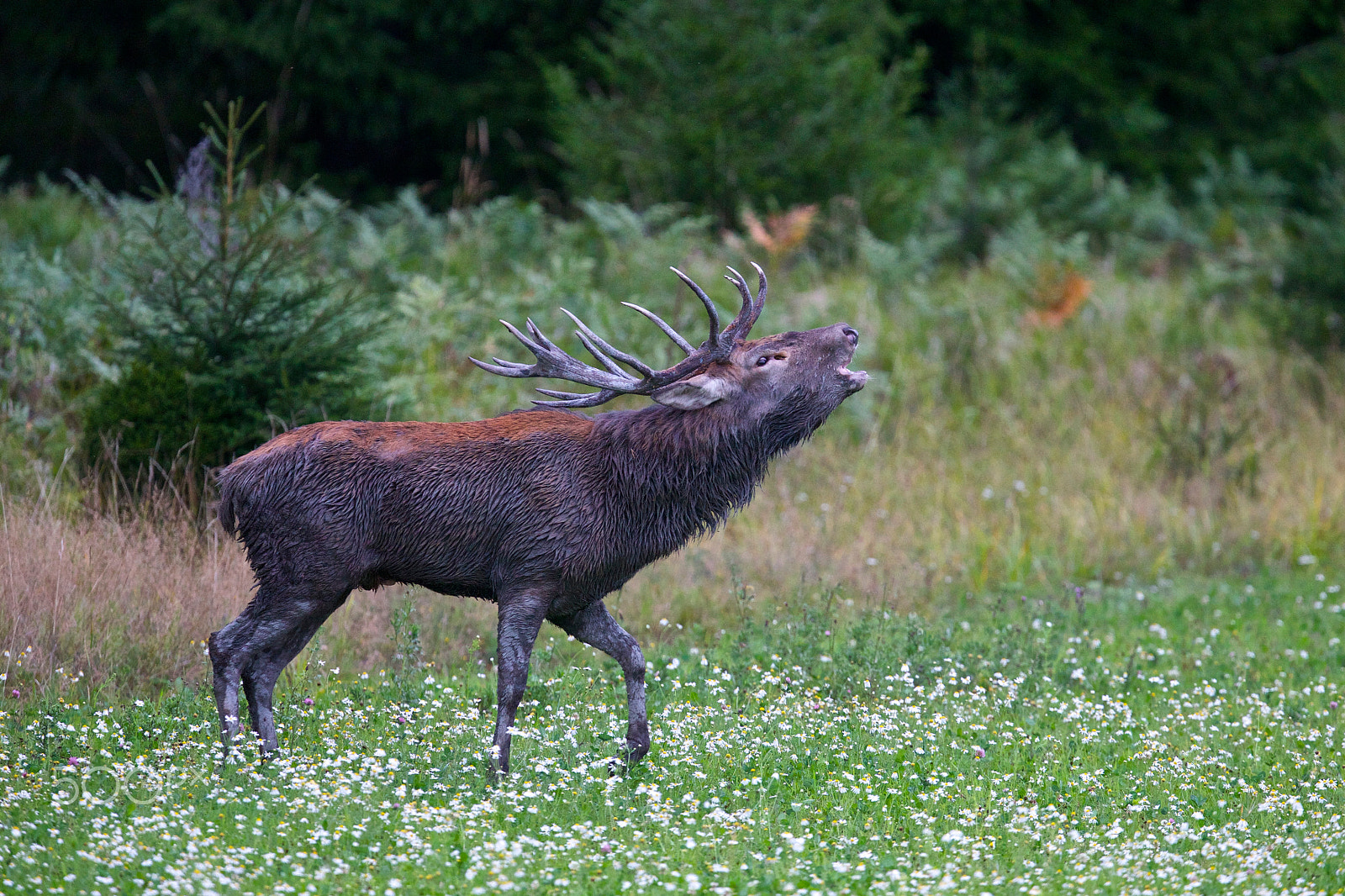 Canon EF 400mm F2.8L IS USM sample photo. Red deer in augusti photography