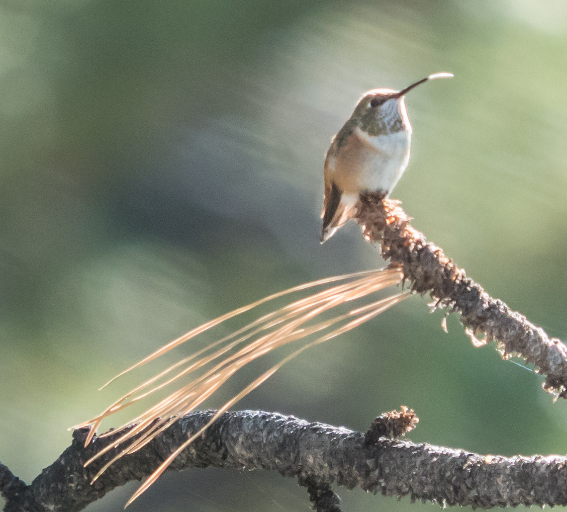 Olympus OM-D E-M5 II sample photo. Hummingbird on branch photography