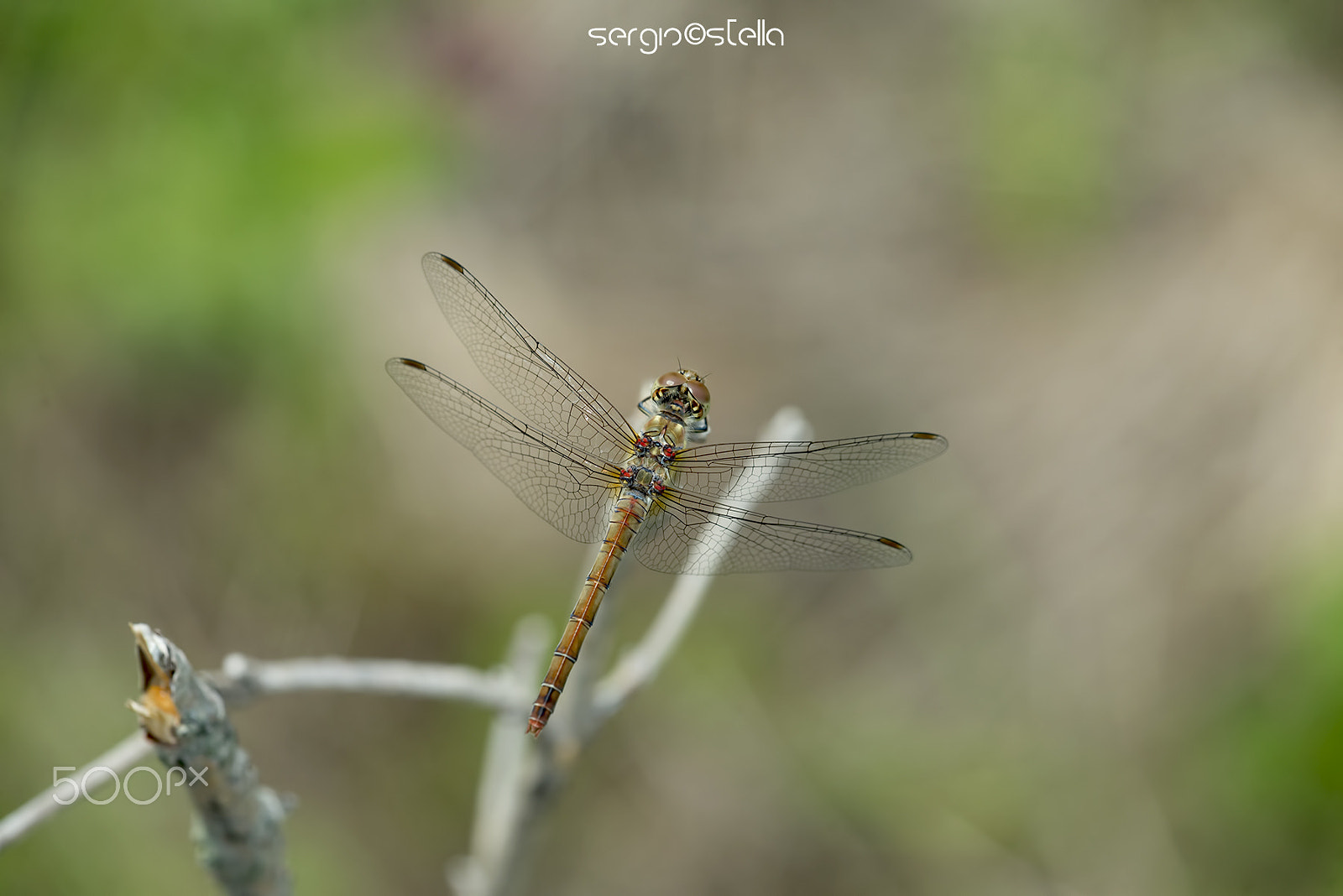 Sigma 150mm F2.8 EX DG Macro HSM sample photo. Sympetrum striolatum female__ photography