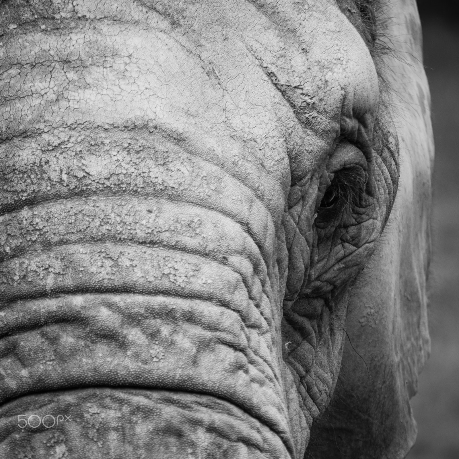 AF Nikkor 70-210mm f/4-5.6 sample photo. Eye photography