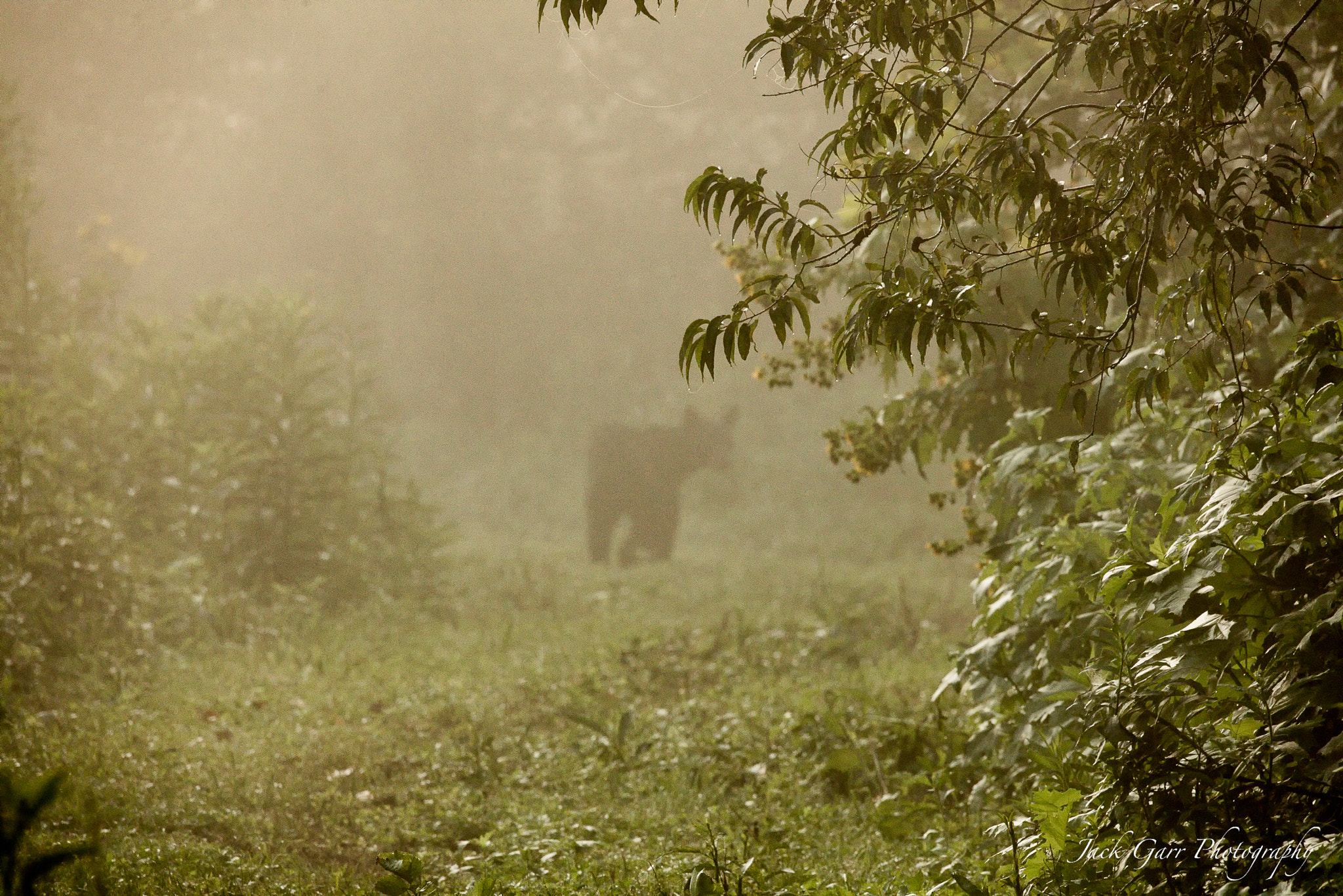 150-600mm F5-6.3 DG OS HSM | Sports 014 sample photo. Black bear cades cove foggy morning photography