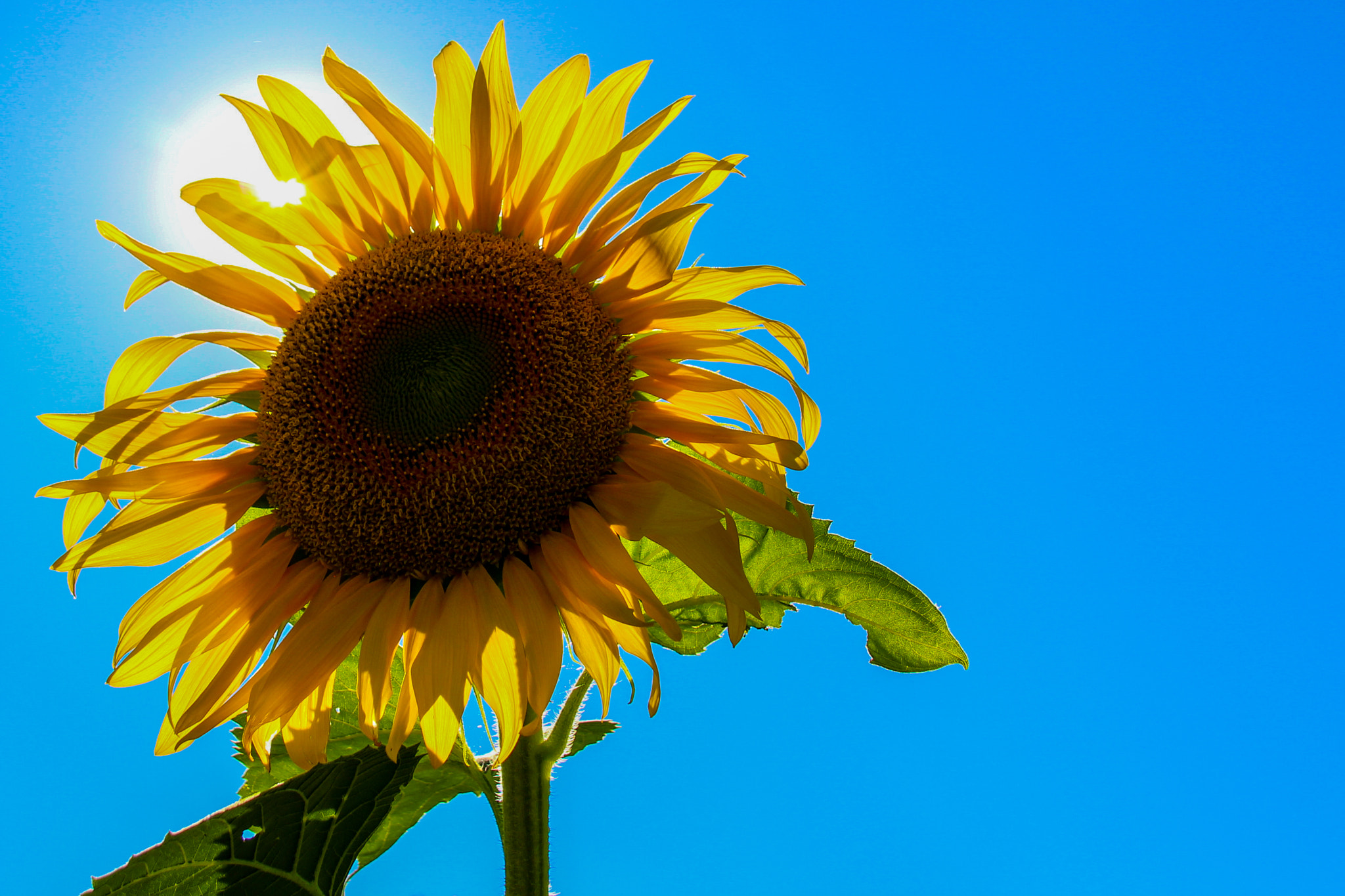 Canon EOS 100D (EOS Rebel SL1 / EOS Kiss X7) sample photo. Sunflower tournesol photography