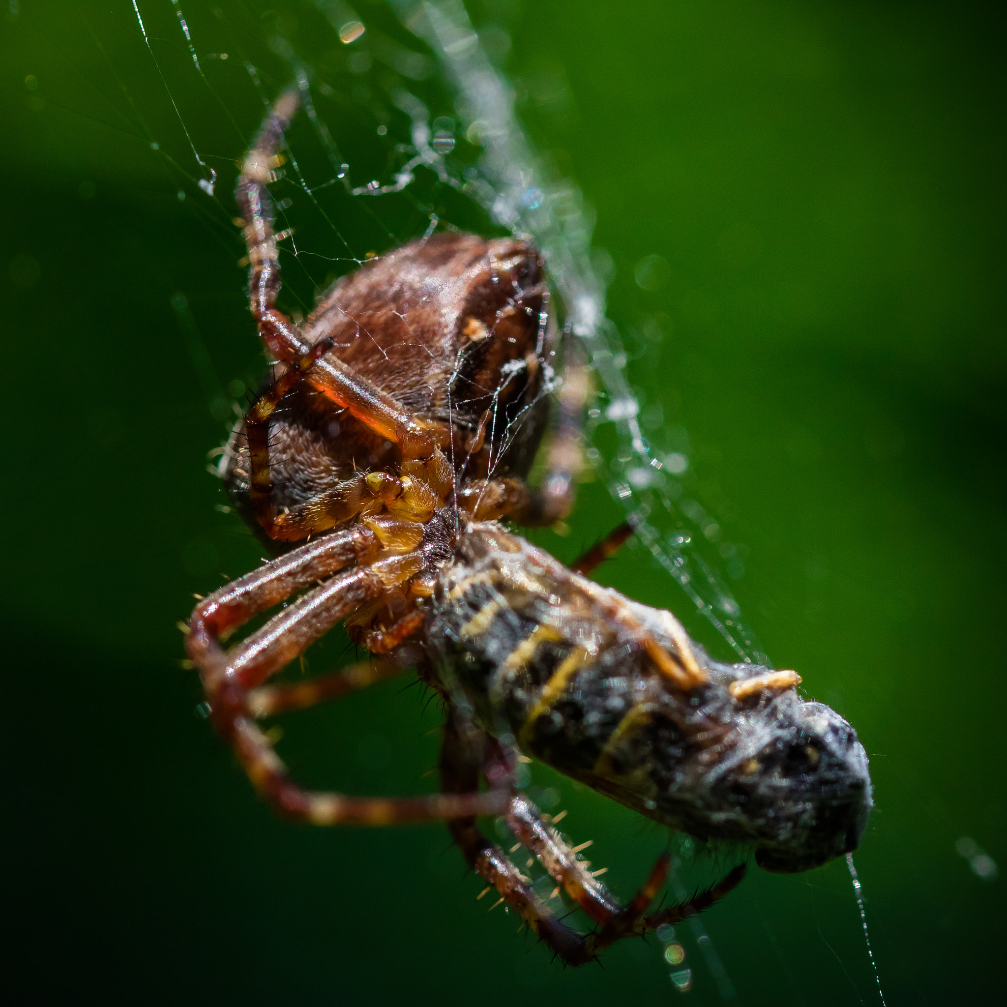 Canon EOS M3 + Canon EF 100mm F2.8L Macro IS USM sample photo. The prey photography