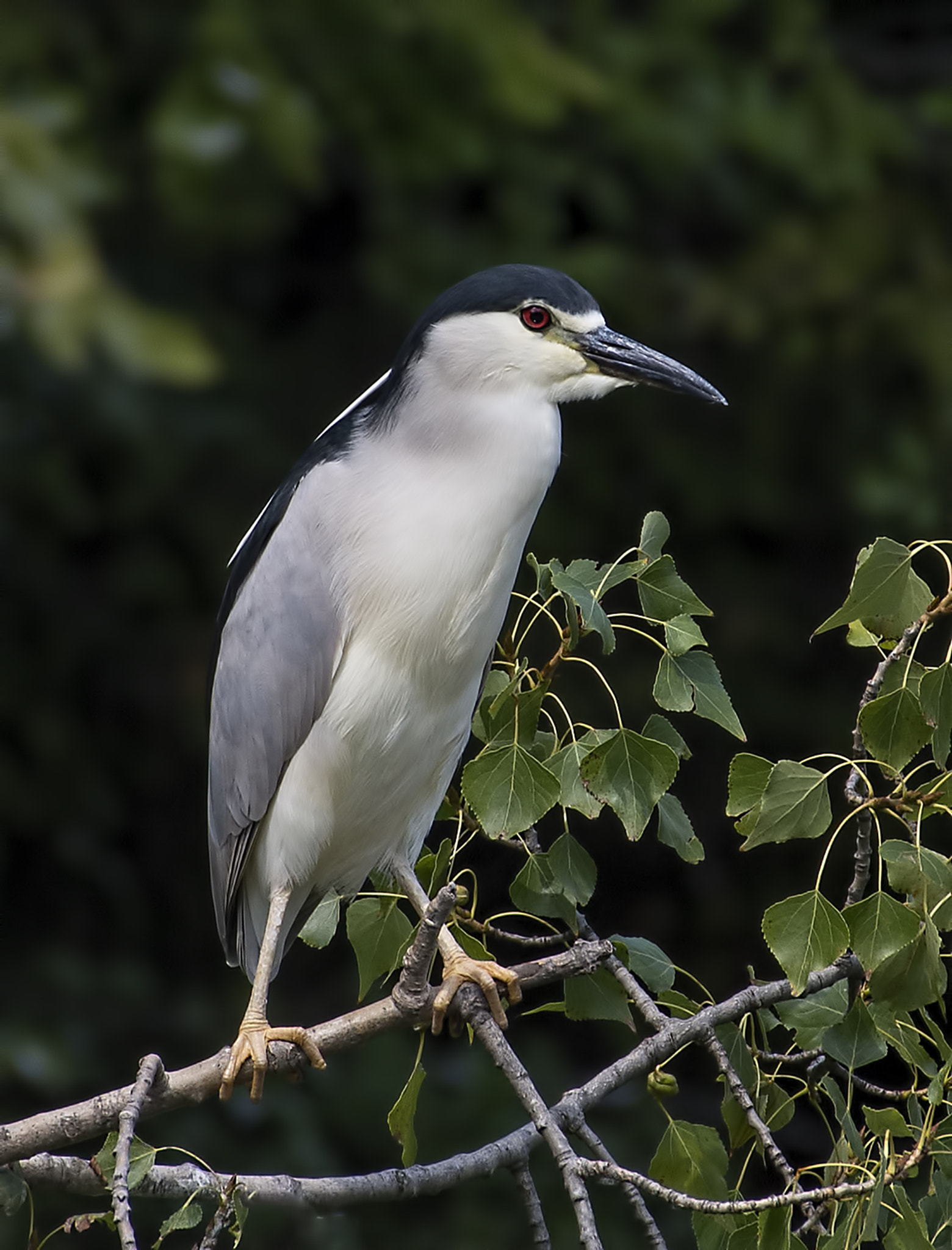 Nikon AF-S Nikkor 200-500mm F5.6E ED VR sample photo. Waiting for prey photography