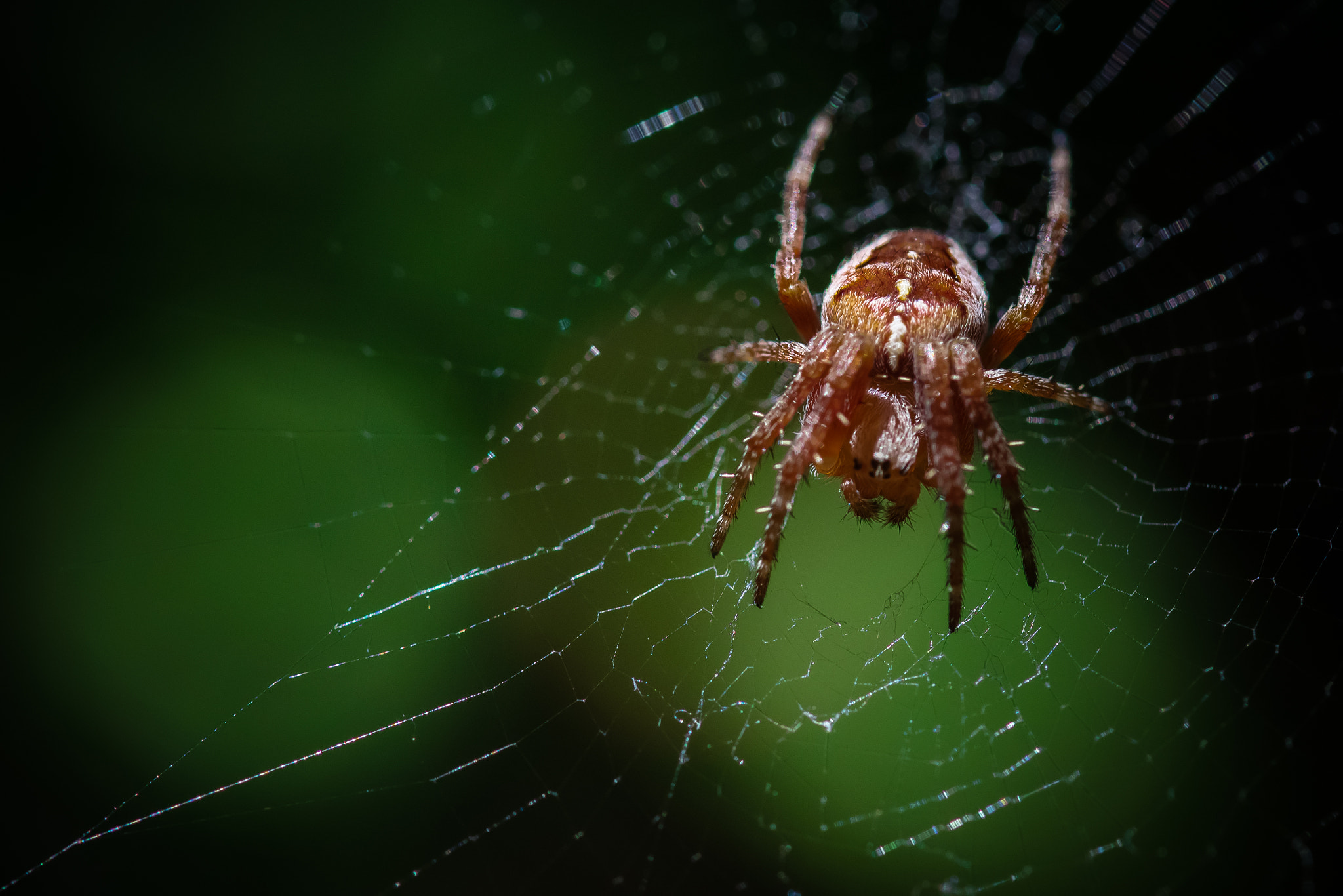 Canon EOS M3 + Canon EF 100mm F2.8L Macro IS USM sample photo. Red spider photography