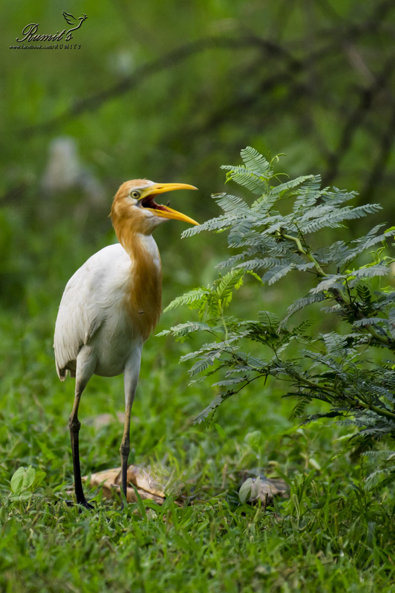 Nikon AF-S Nikkor 200-500mm F5.6E ED VR sample photo. Cattle egret photography