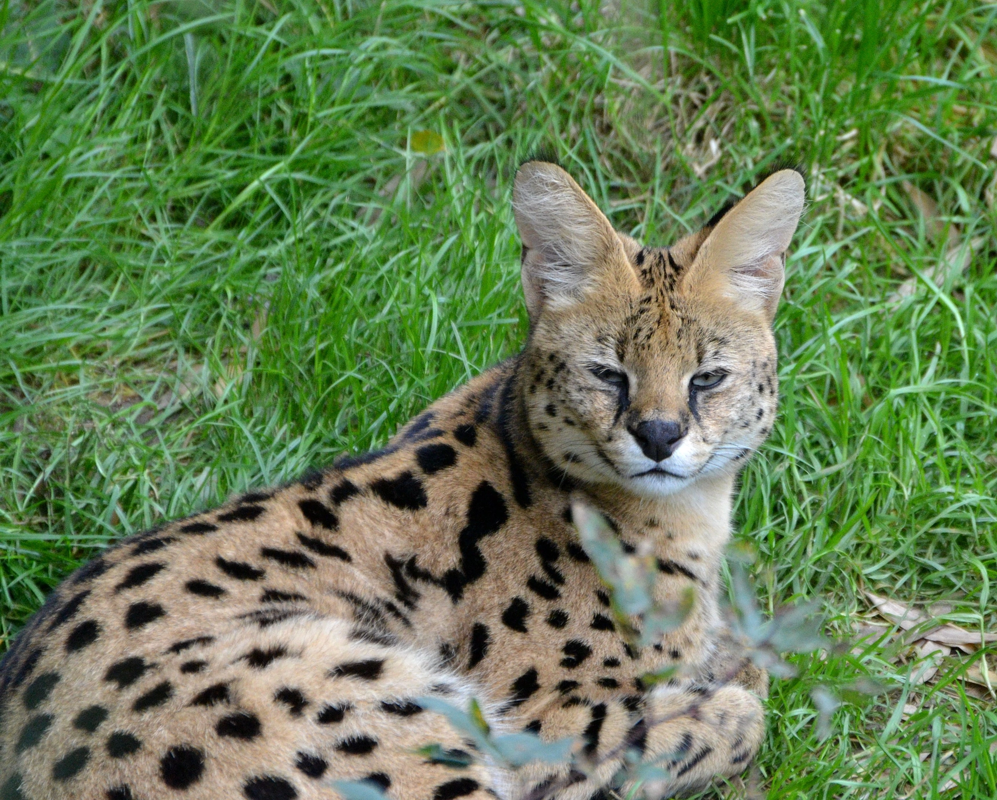 Sigma 18-250mm F3.5-6.3 DC OS HSM sample photo. Serval photography