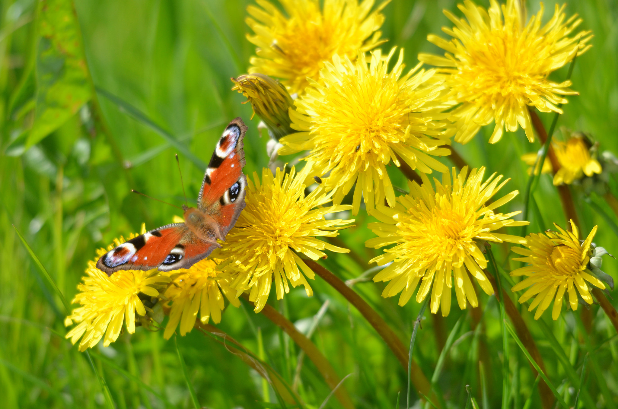 Sigma 150-500mm F5-6.3 DG OS HSM sample photo. Nectar heaven photography