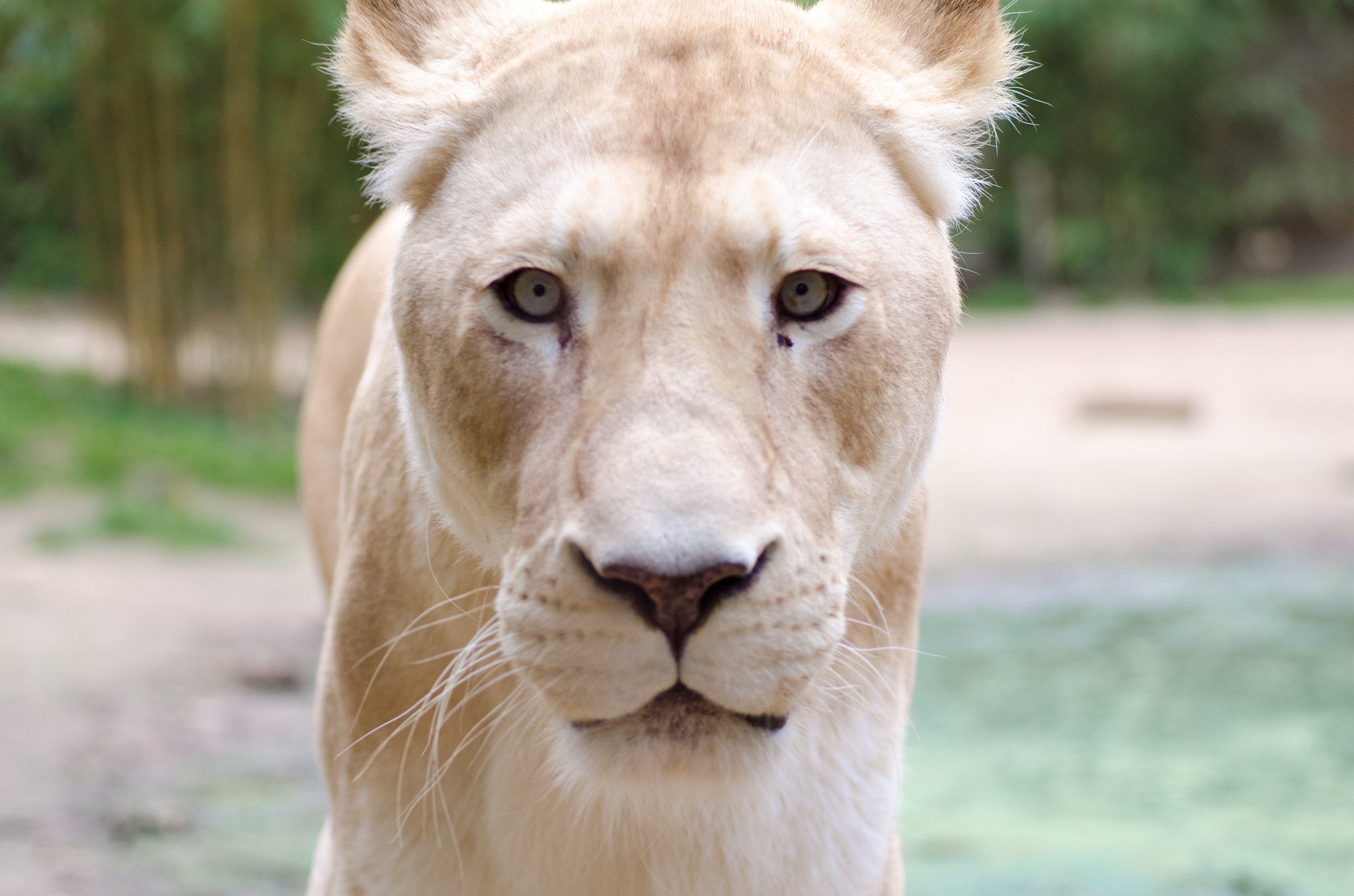 Sigma 70mm F2.8 EX DG Macro sample photo. White lioness photography