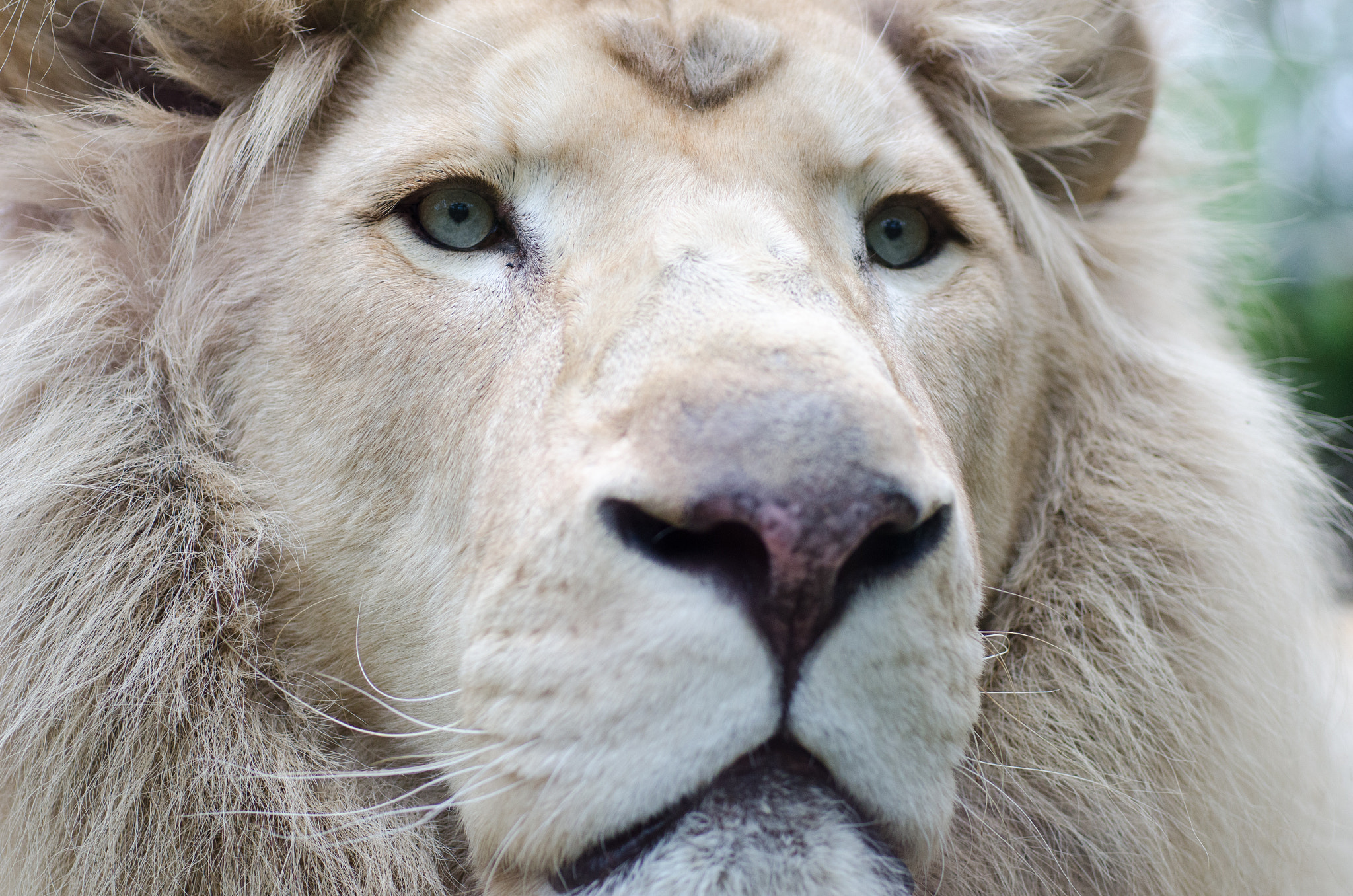 Nikon D7000 + Sigma 70mm F2.8 EX DG Macro sample photo. White lion photography