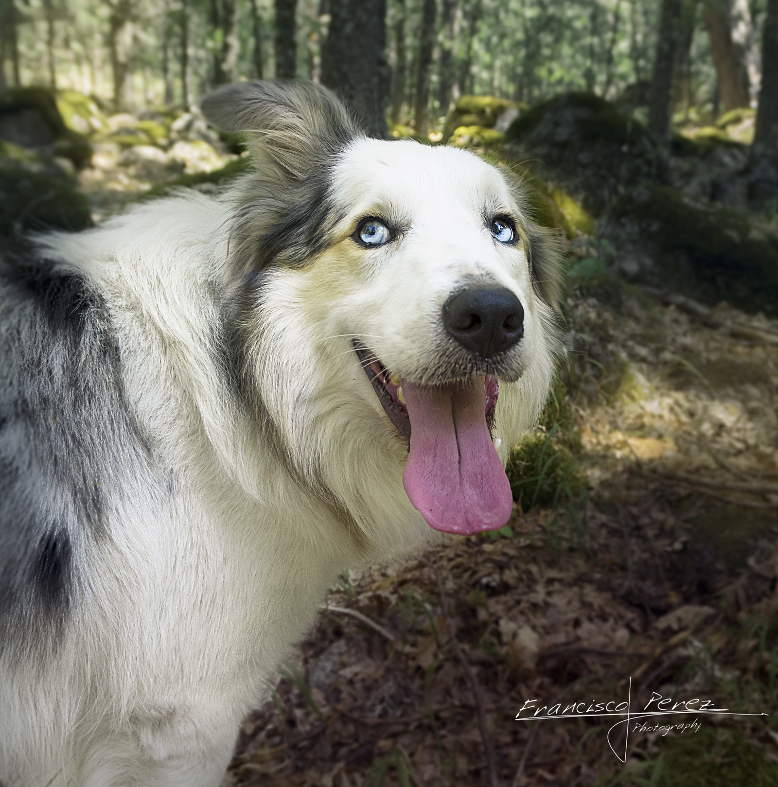 Pentax smc DA 14mm F2.8 ED (IF) sample photo. Sinatra photography