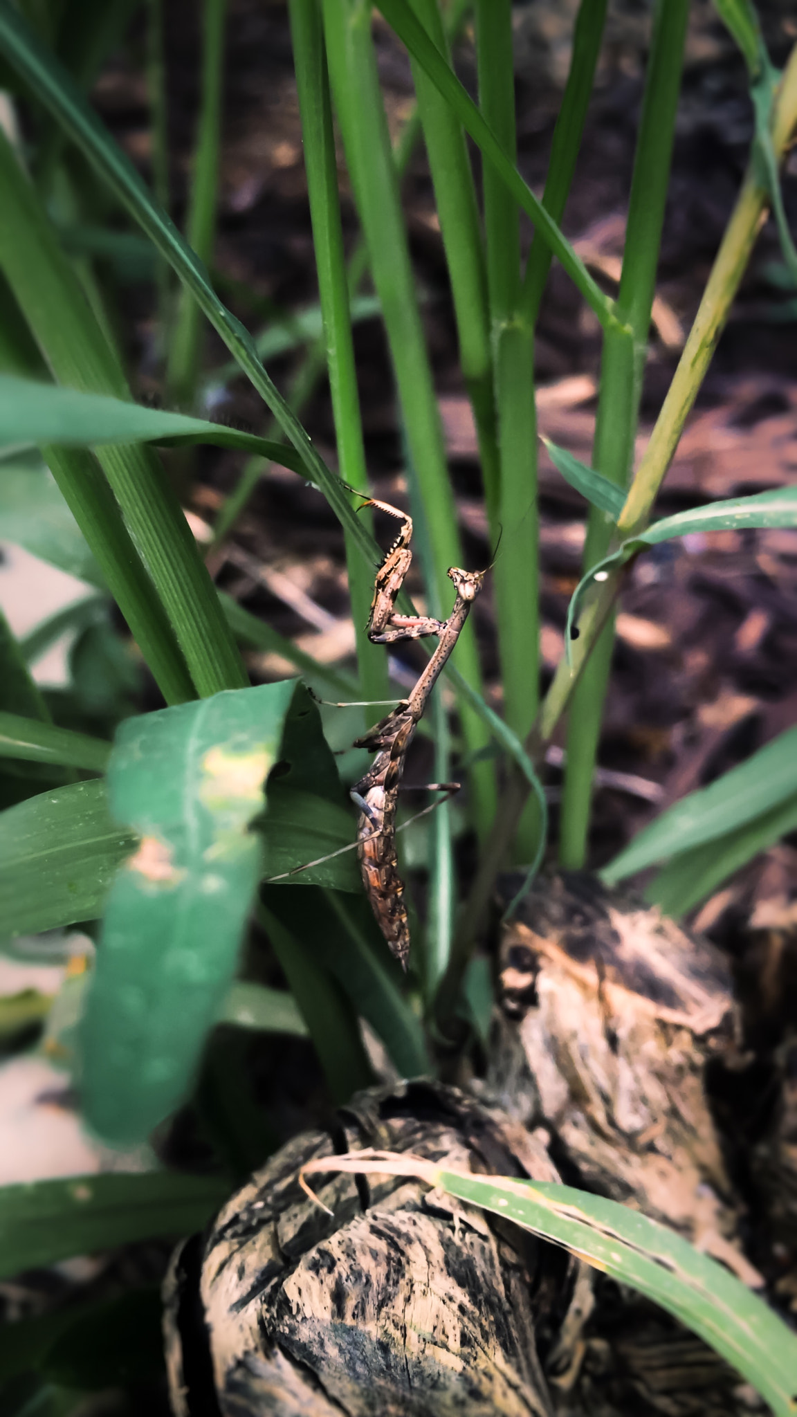 Apple iPhone sample photo. Waiting mantis photography