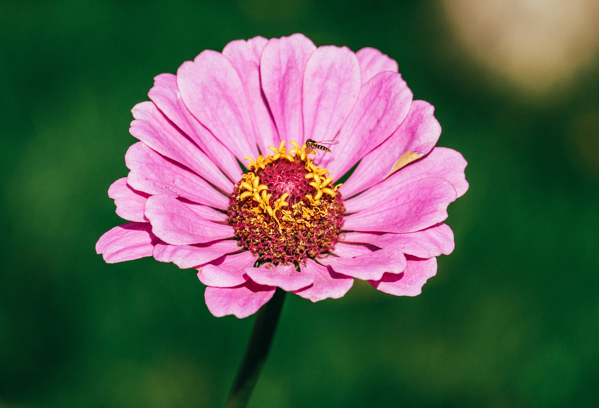Fujifilm X-A1 + Fujifilm XC 50-230mm F4.5-6.7 OIS sample photo. Zinnia with little guest photography