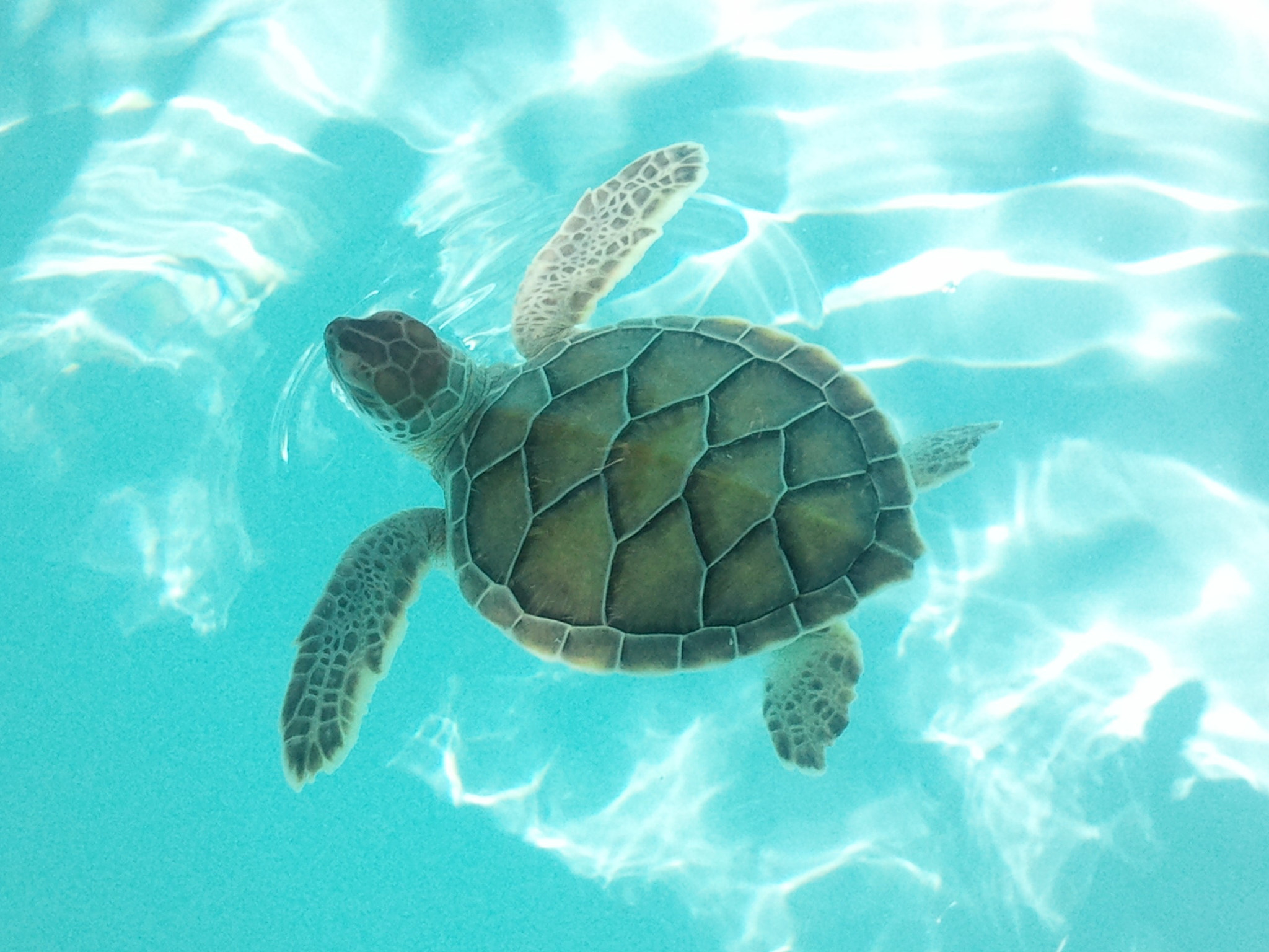 Samsung GT-I8700 sample photo. Green mexico turtle photography